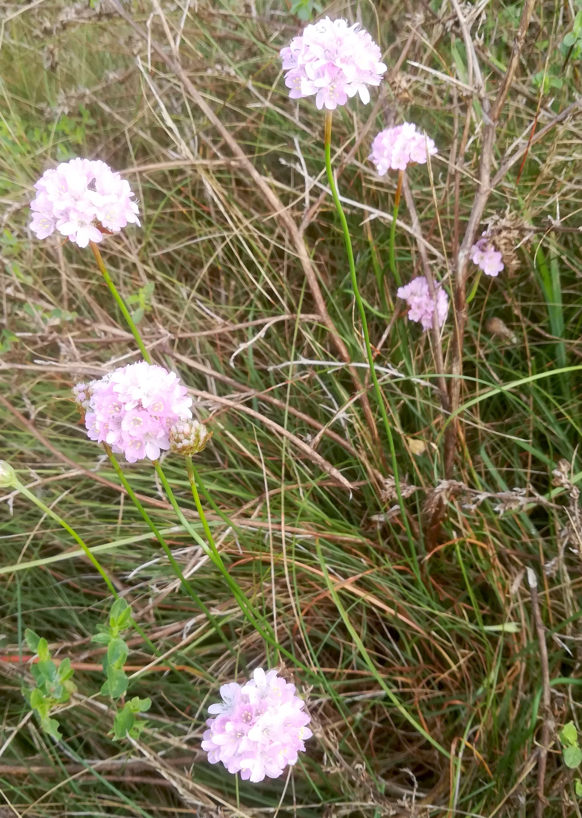 armeria elongata NSG windmühle bei lassee_20200824_085441.jpg