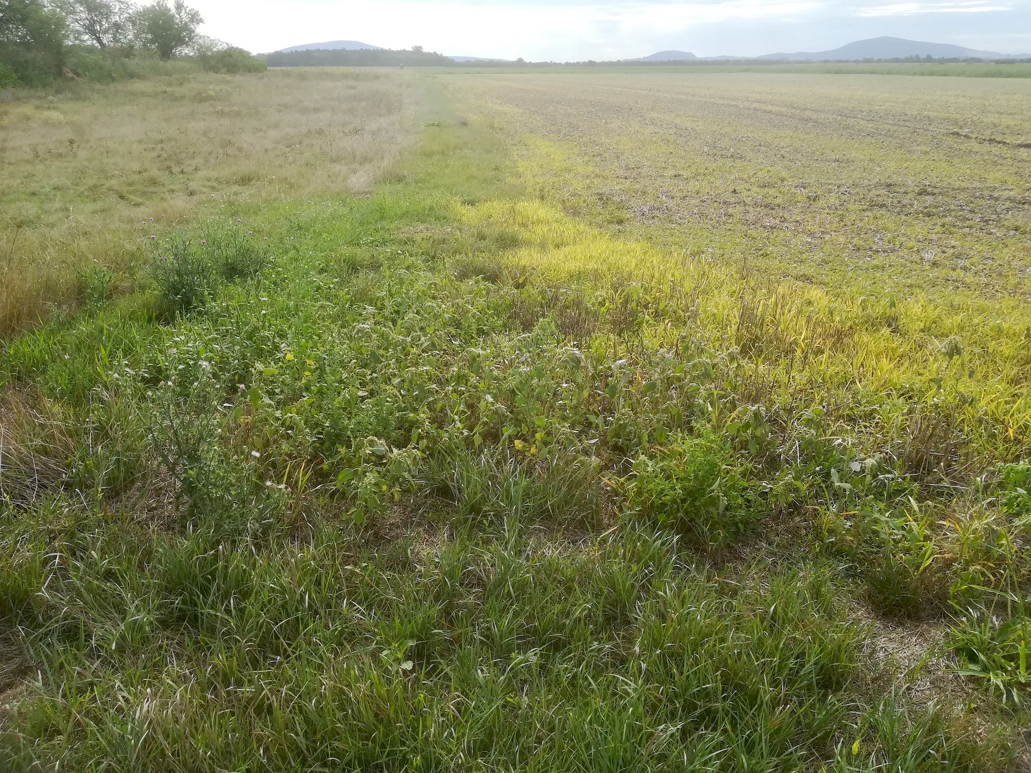 herbizide NSG windmühle bei lassee_20200824_093431.jpg