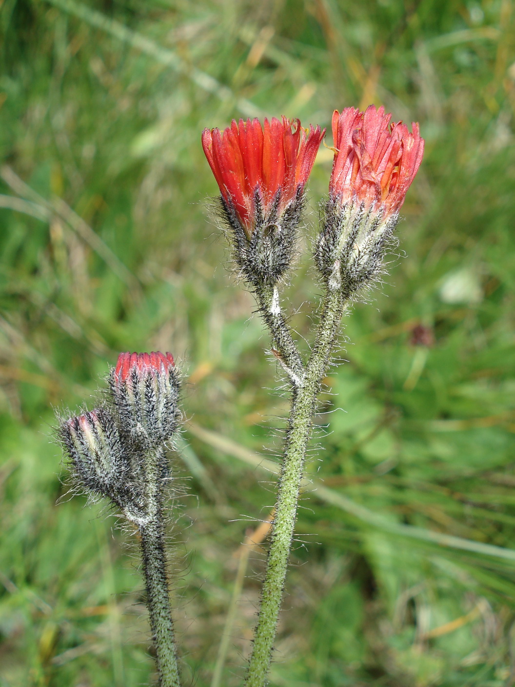 Pilosella.notha.aurantiaca x sphaerocephala.T-Kircheralm. 14.Juli.16.JPG