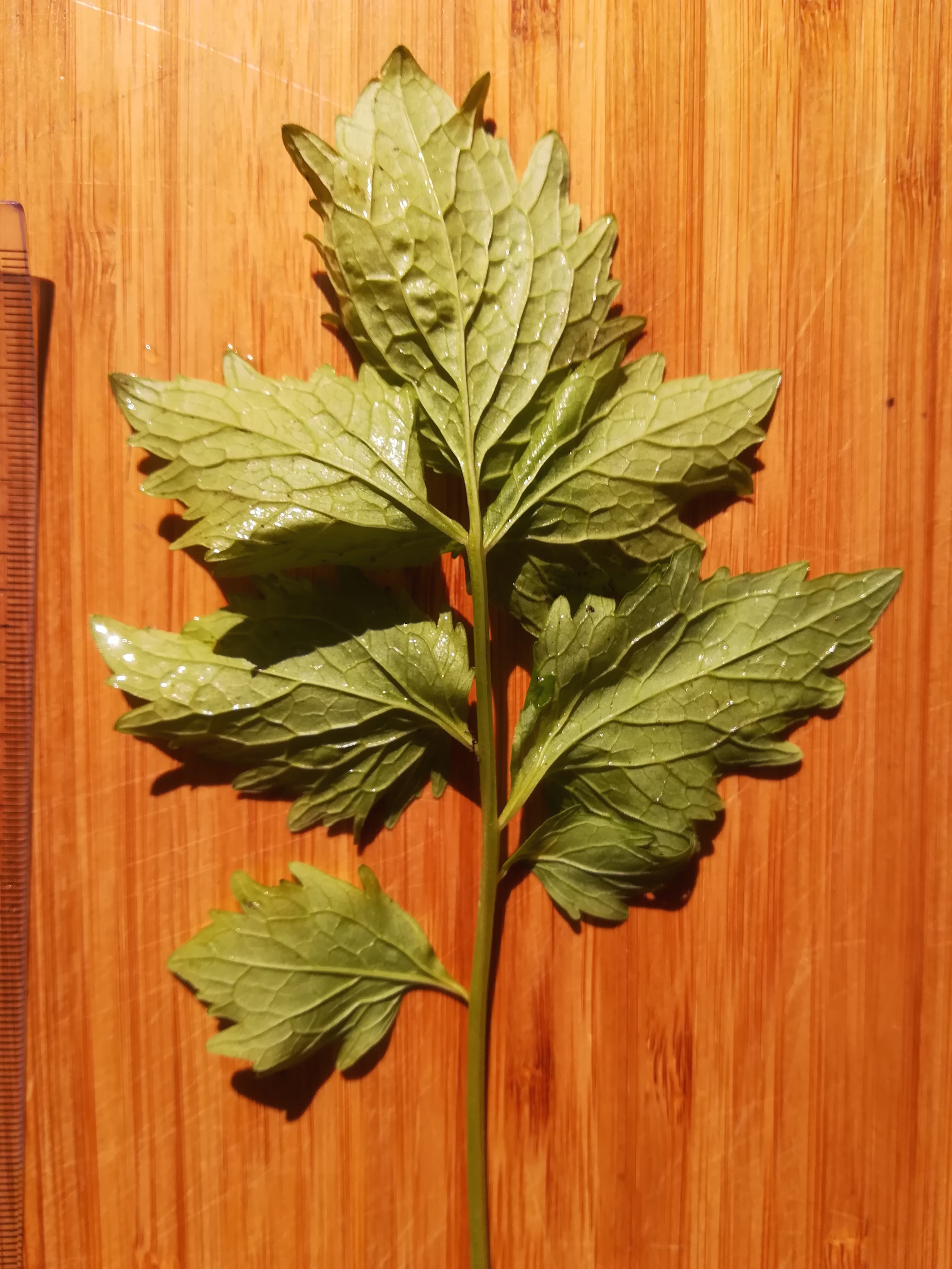 wienerherberg feuchtwiese neben fischaau_20170909_103148.jpg