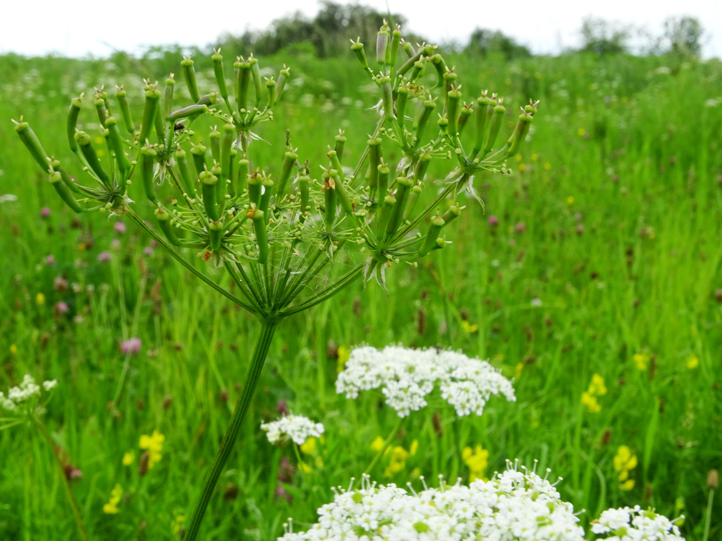 DSC00320 chaerophyllum aromaticum nöhagen.JPG