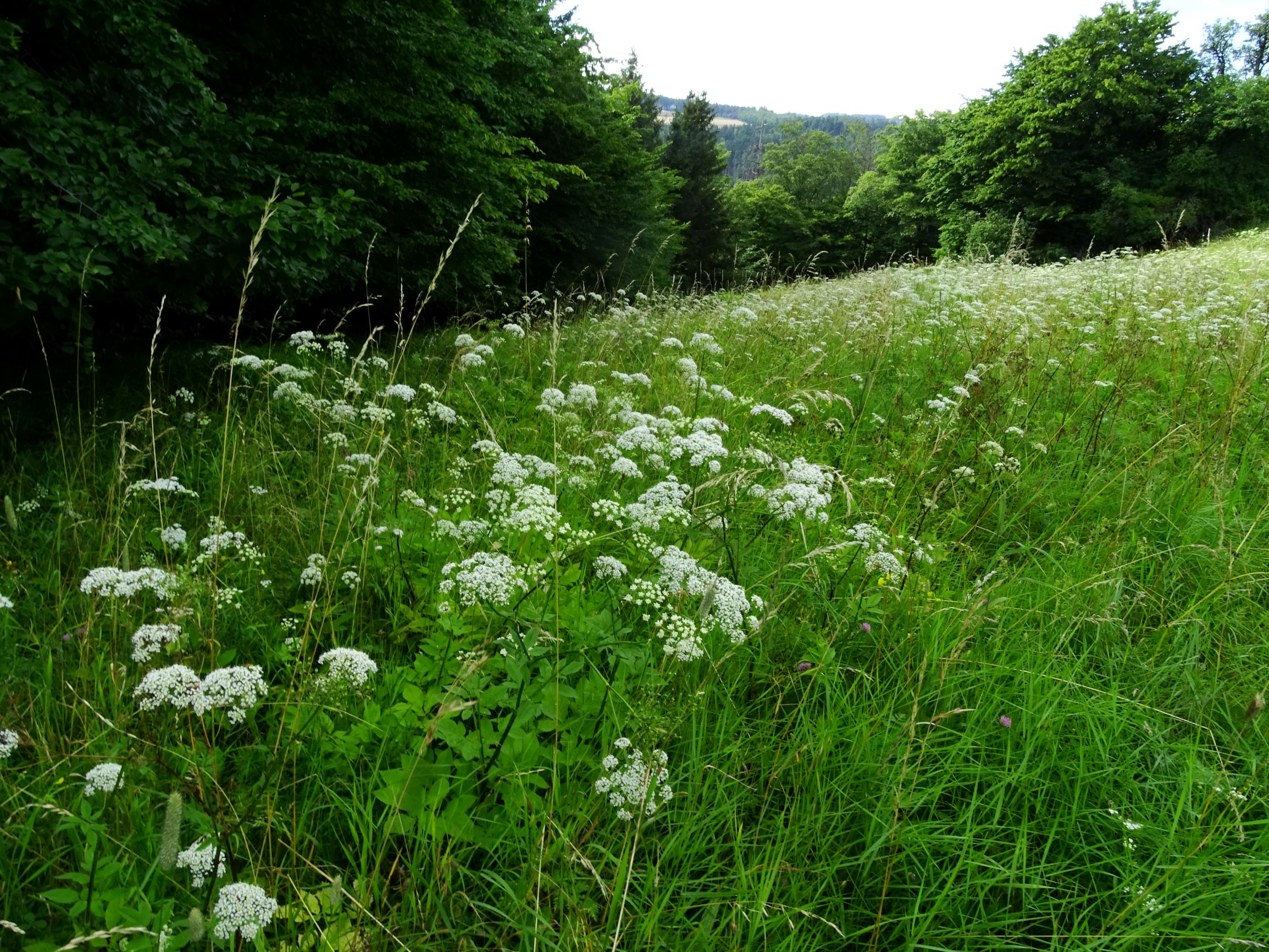 DSC00616 chaerophyllum aromaticum nöhagen.JPG