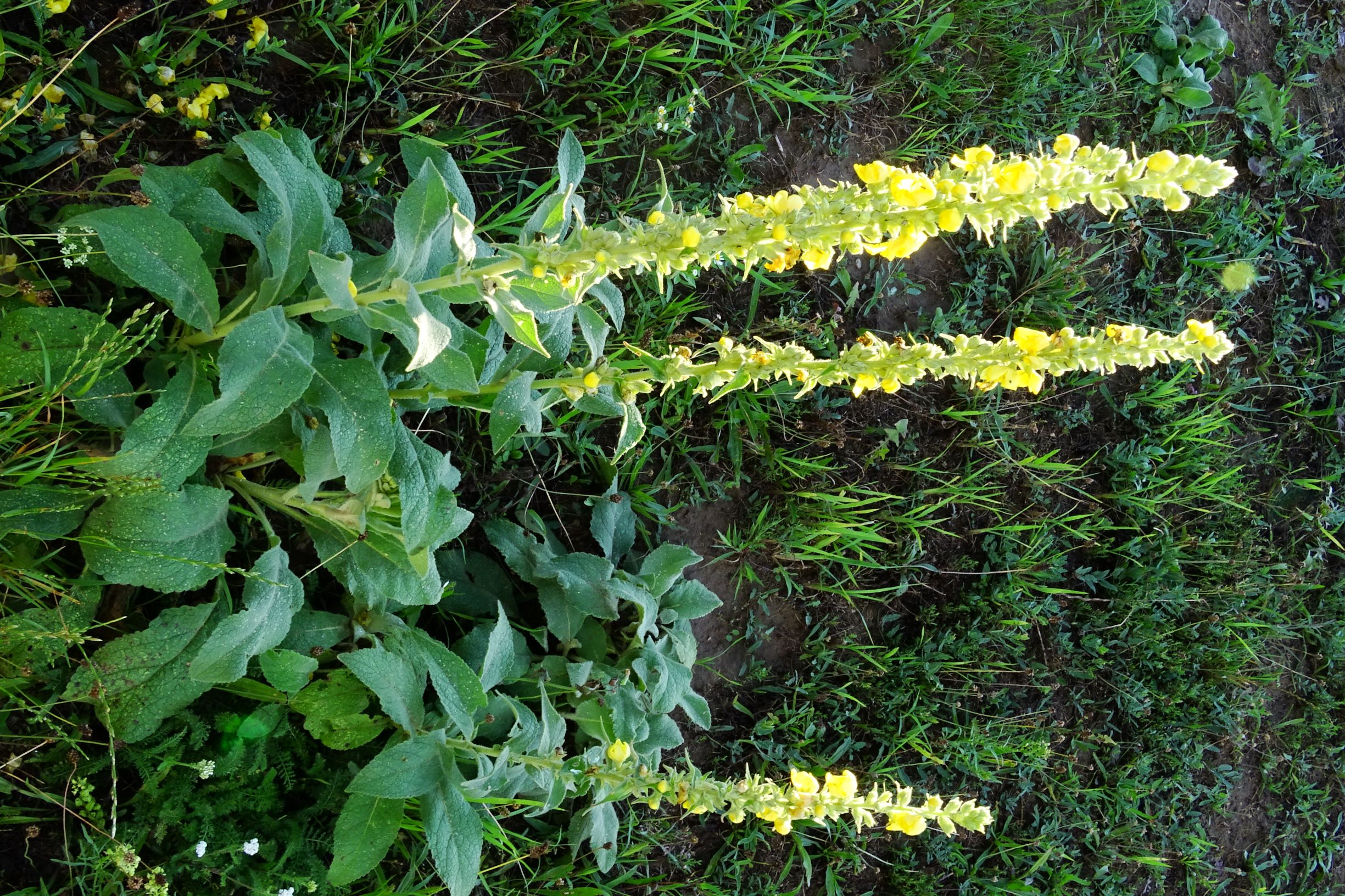 DSC02189 prell verbascum phlomoides 20200829.JPG