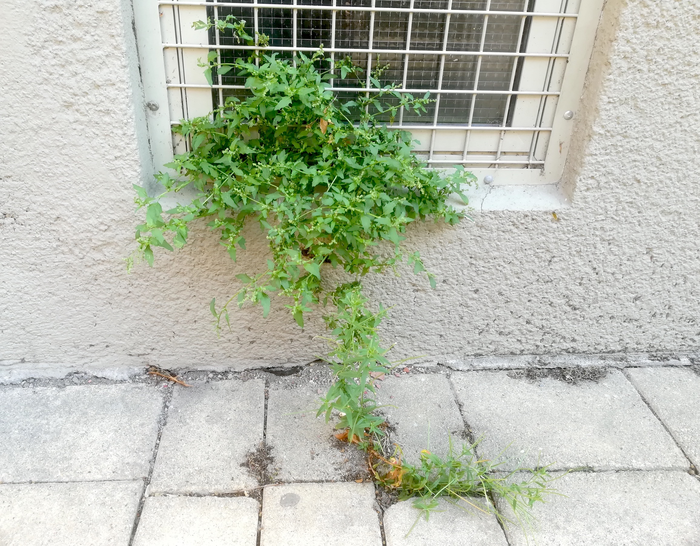 chenopodium murale bacherplatz_20200820_165127.jpg