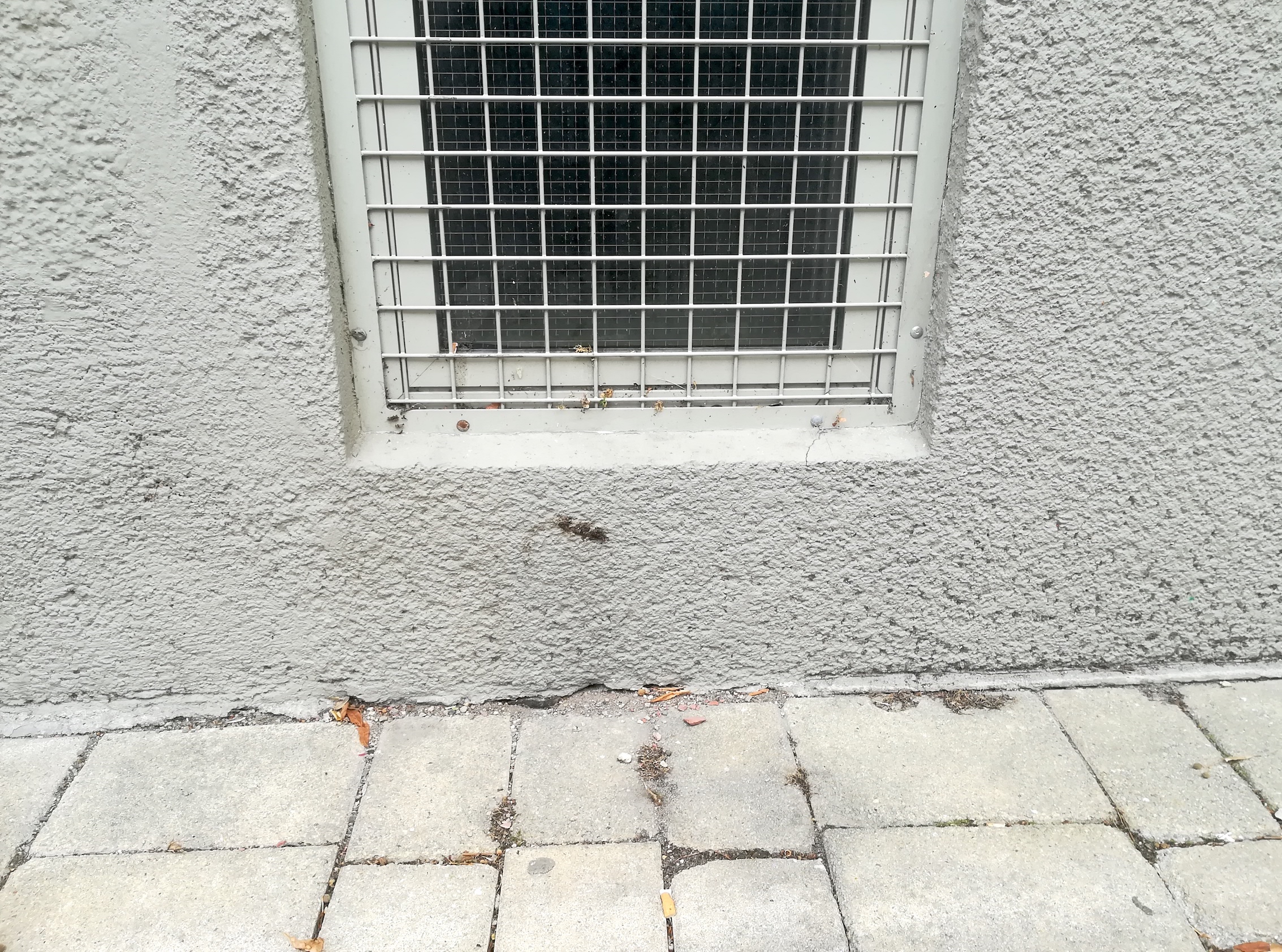 chenopodium murale bacherplatz_20200831_144728.jpg