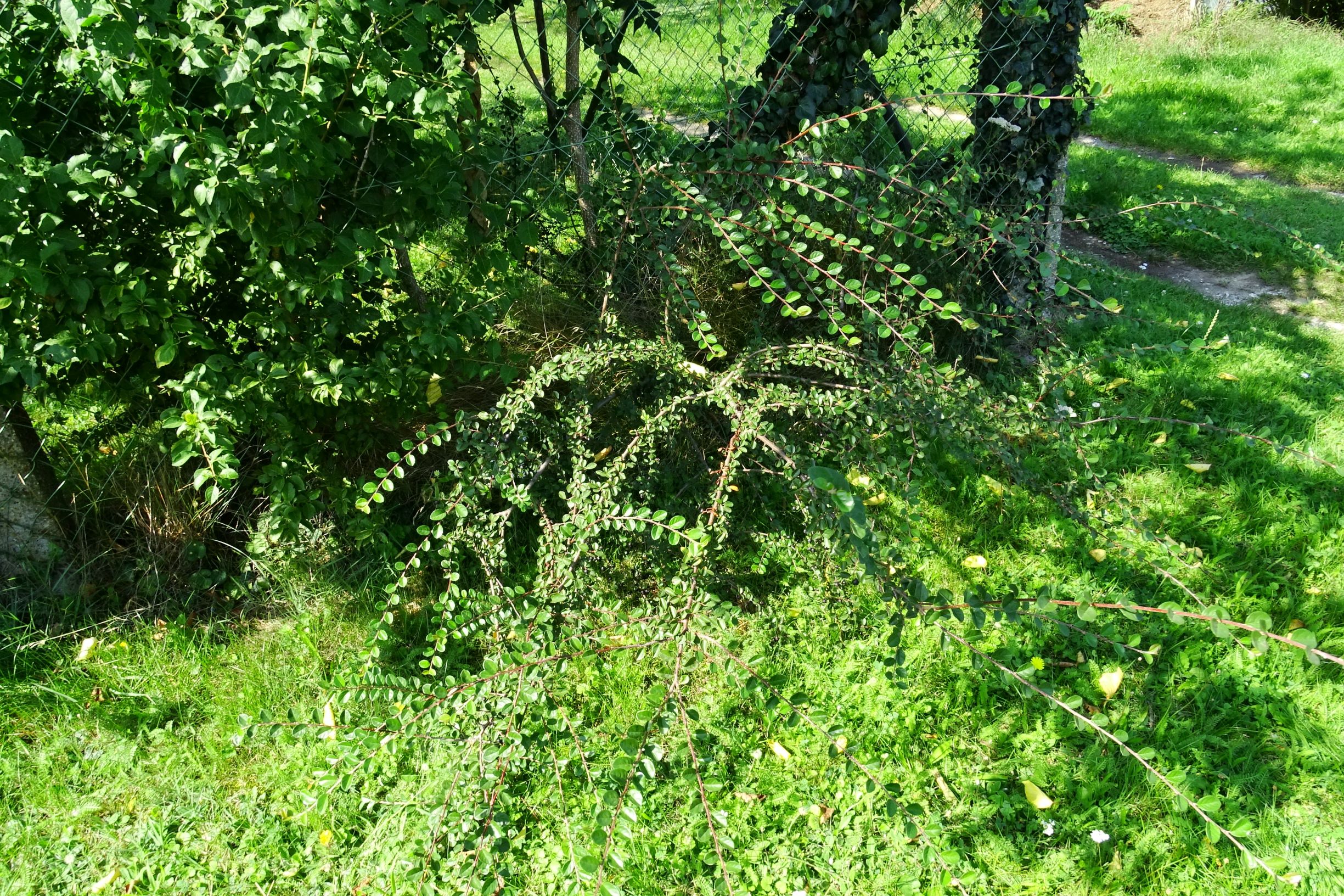 DSC06917 prell-NNW cotoneaster nitens.JPG