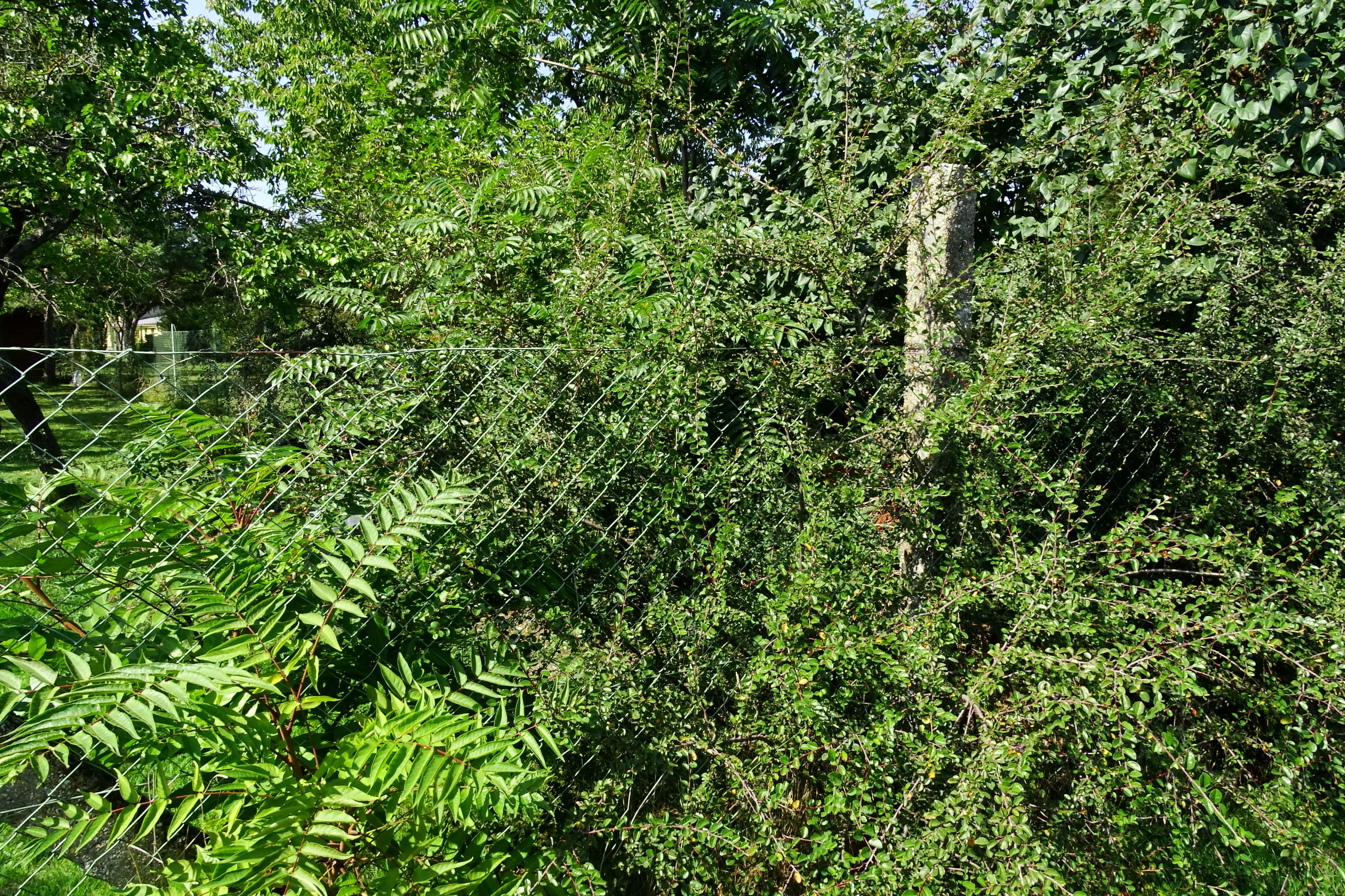 DSC06920 prell-NNW cotoneaster nitens.JPG