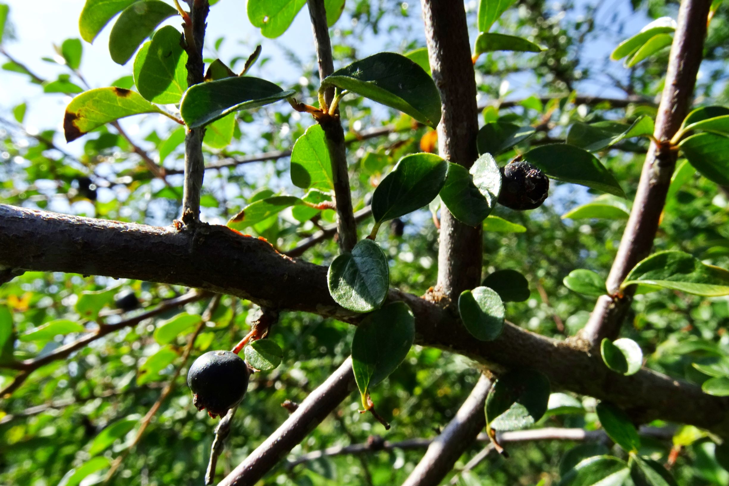 DSC06924 prell-NNW cotoneaster nitens.JPG