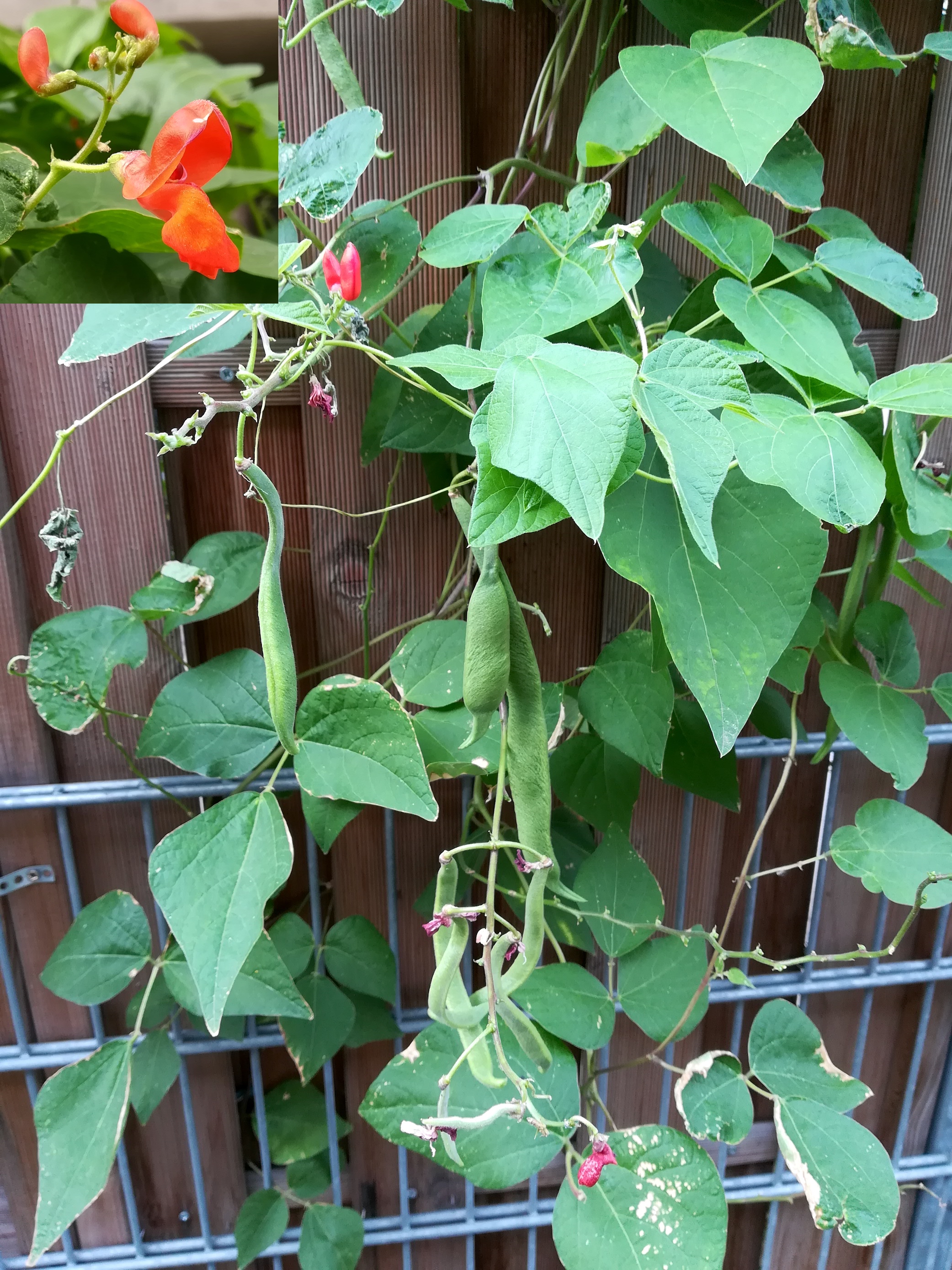 cf. phaseolus coccineus sonnwendgasse_20200924_164759.jpg