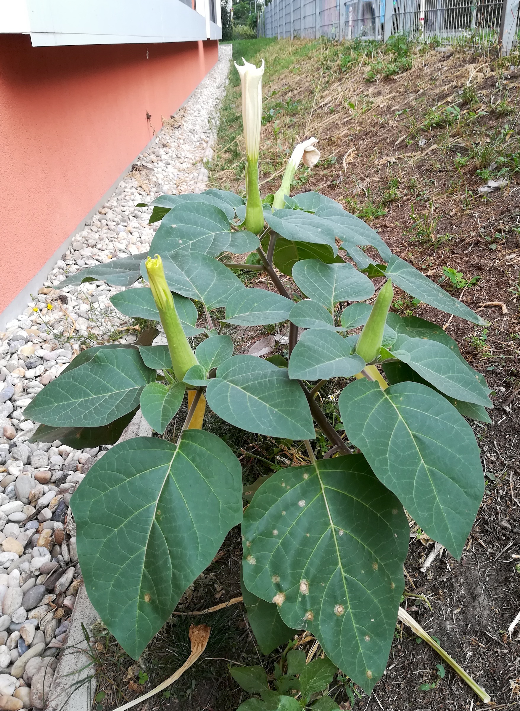 datura cf. wrightii sonnwendgasse_20200924_165102.jpg
