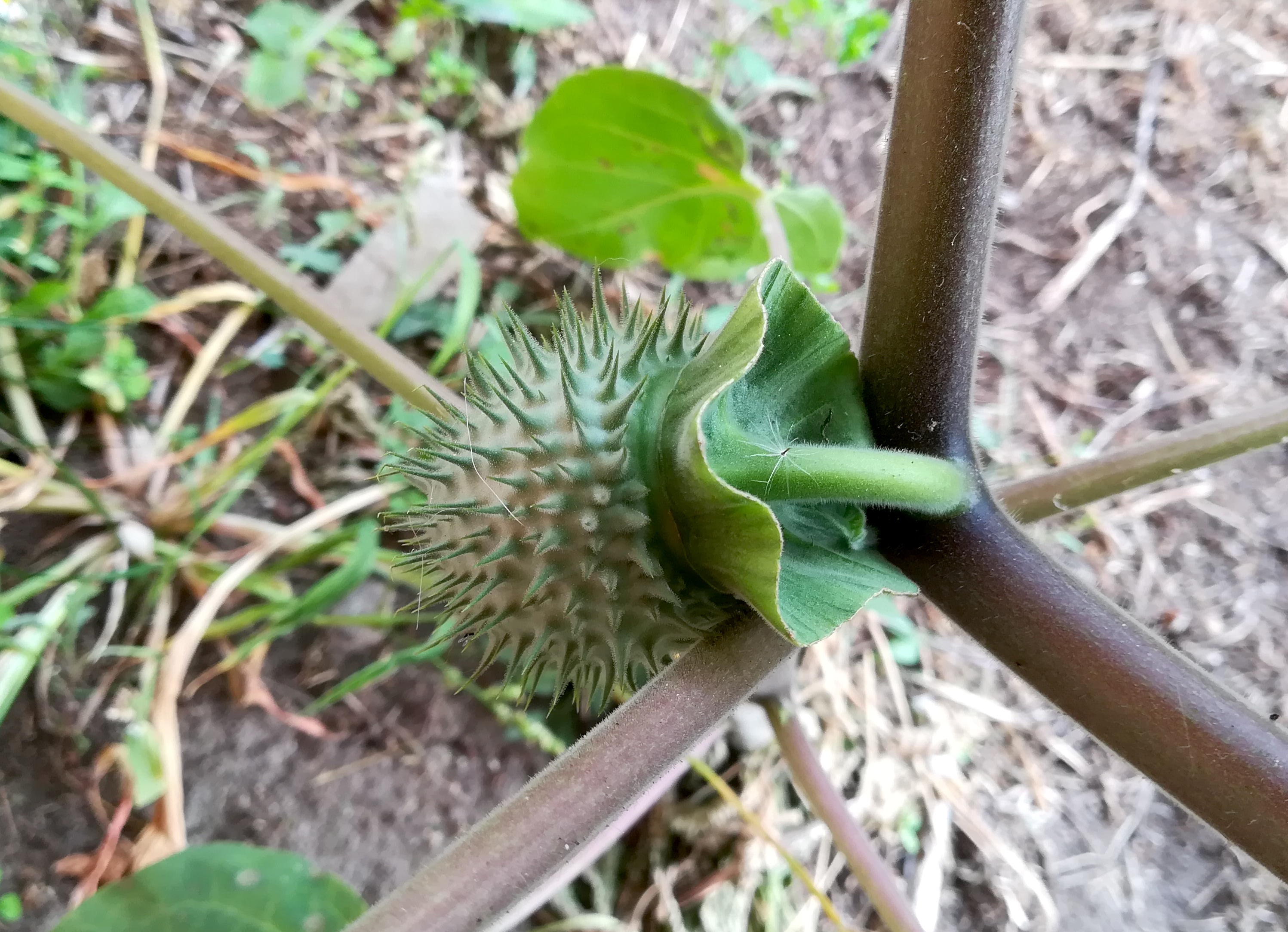 datura cf. wrightii sonnwendgasse_20200924_165111.jpg