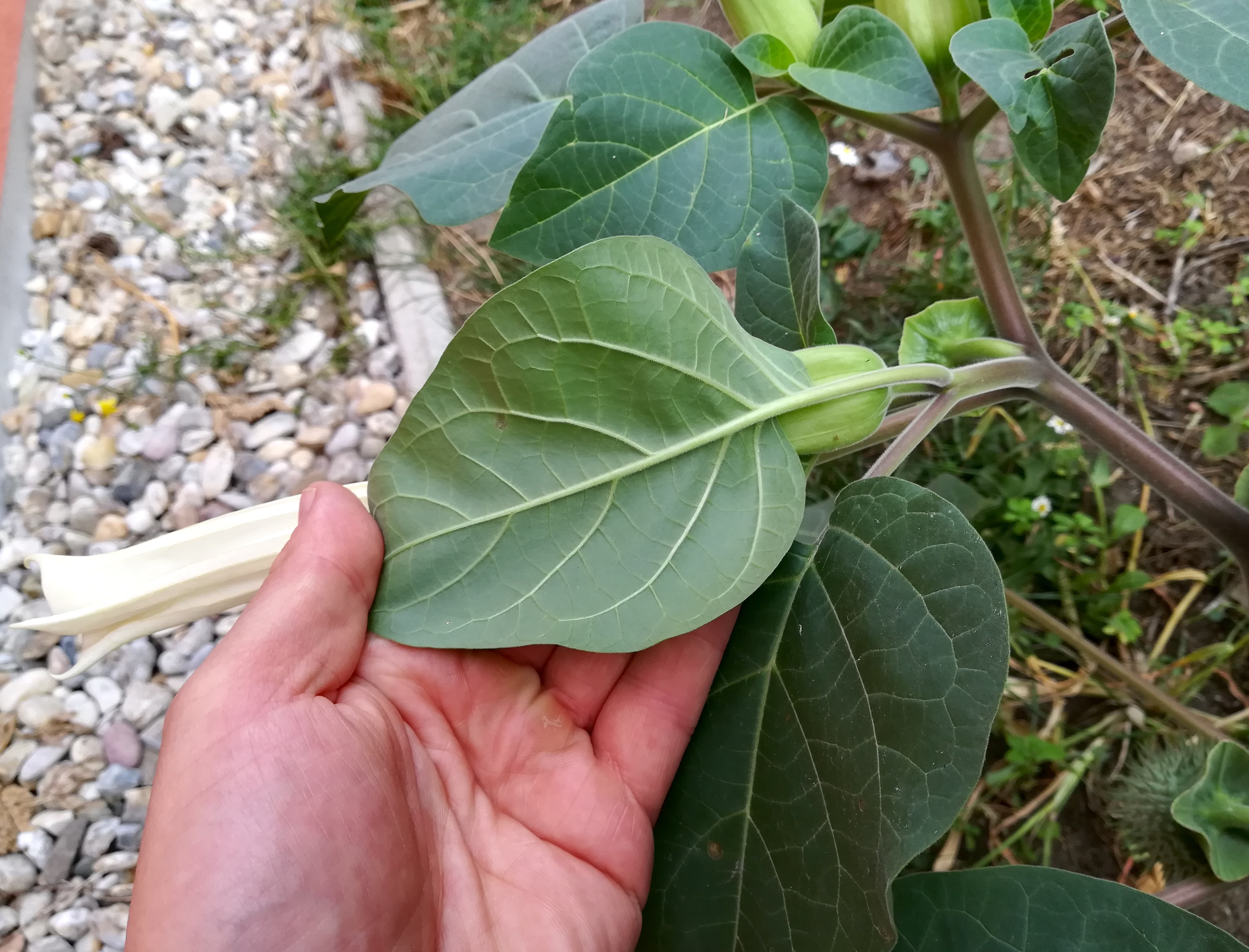 datura cf. wrightii sonnwendgasse_20200924_165130.jpg