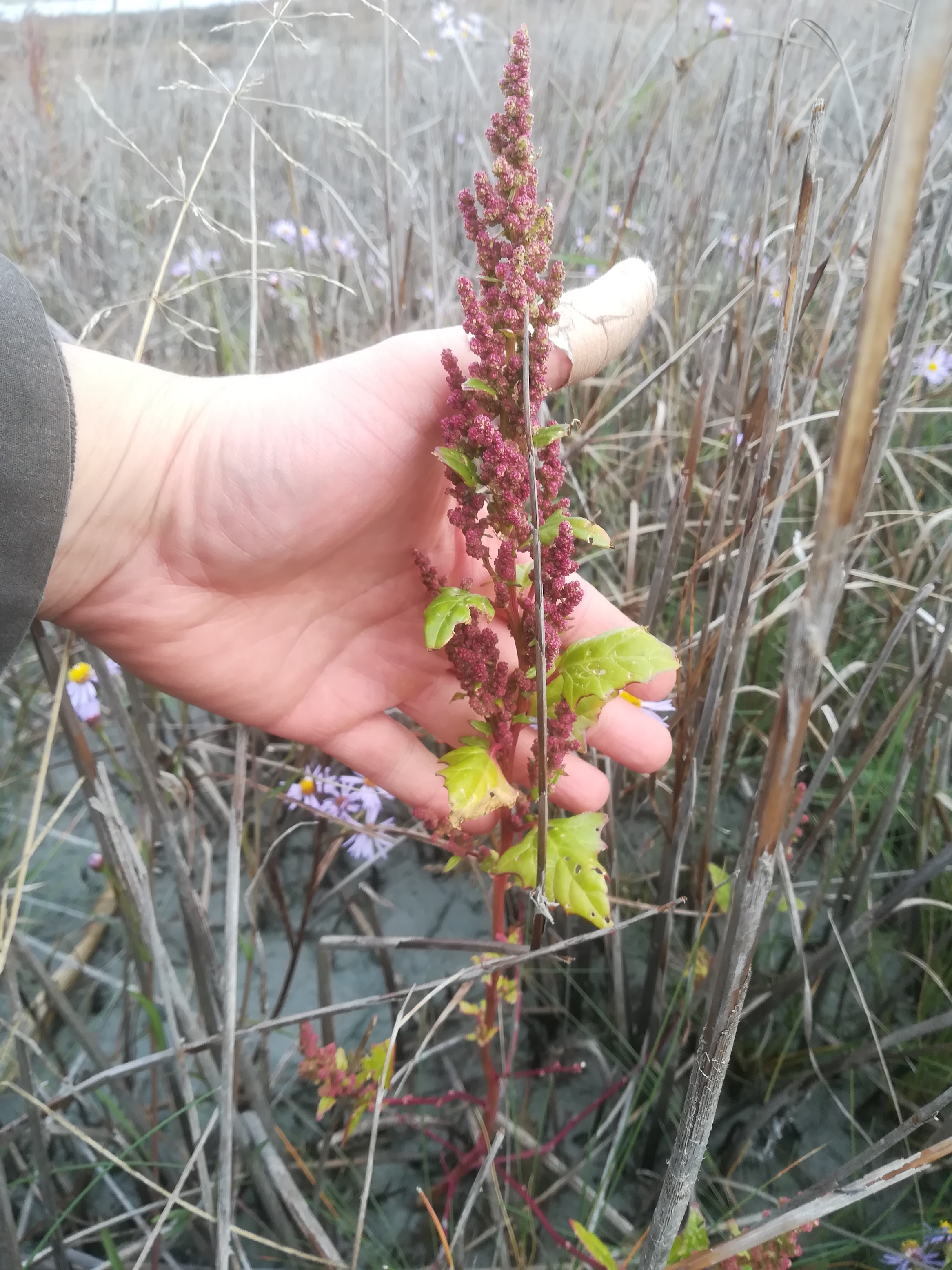 seewinkel_sechsmahdlacke_chenopodium chenopodioides_20170923_104427.jpg