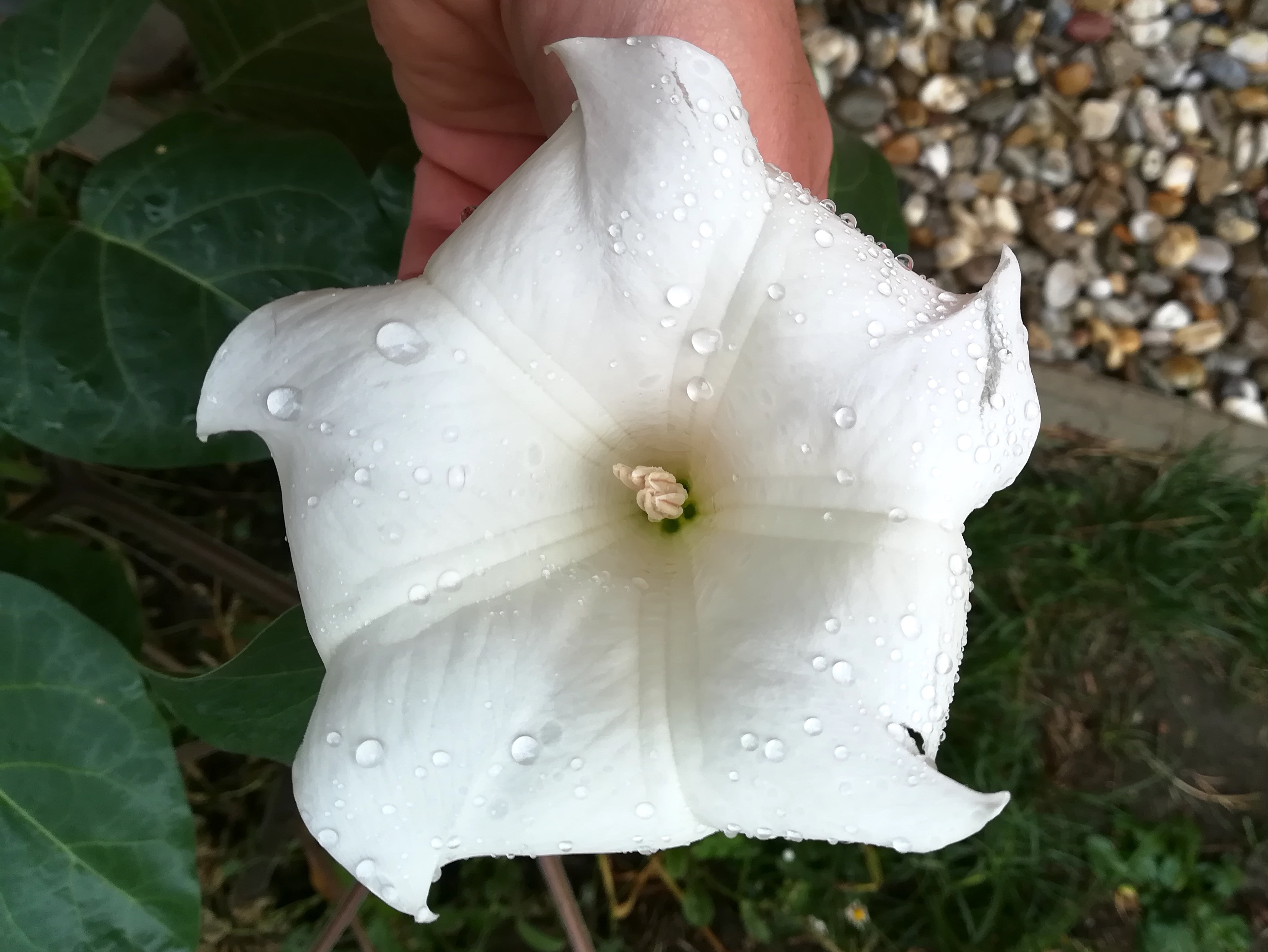 datura innoxia sonnwendgasse_20200925_142251.jpg