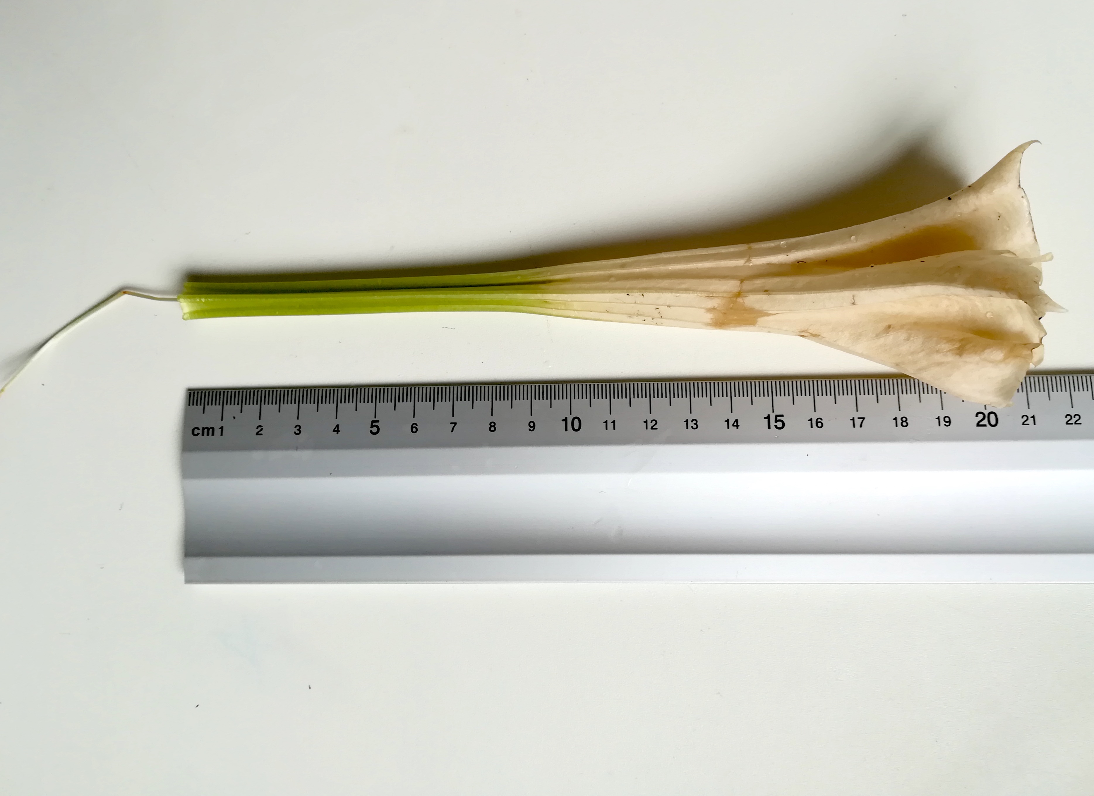 datura innoxia sonnwendgasse_20200925_150437.jpg