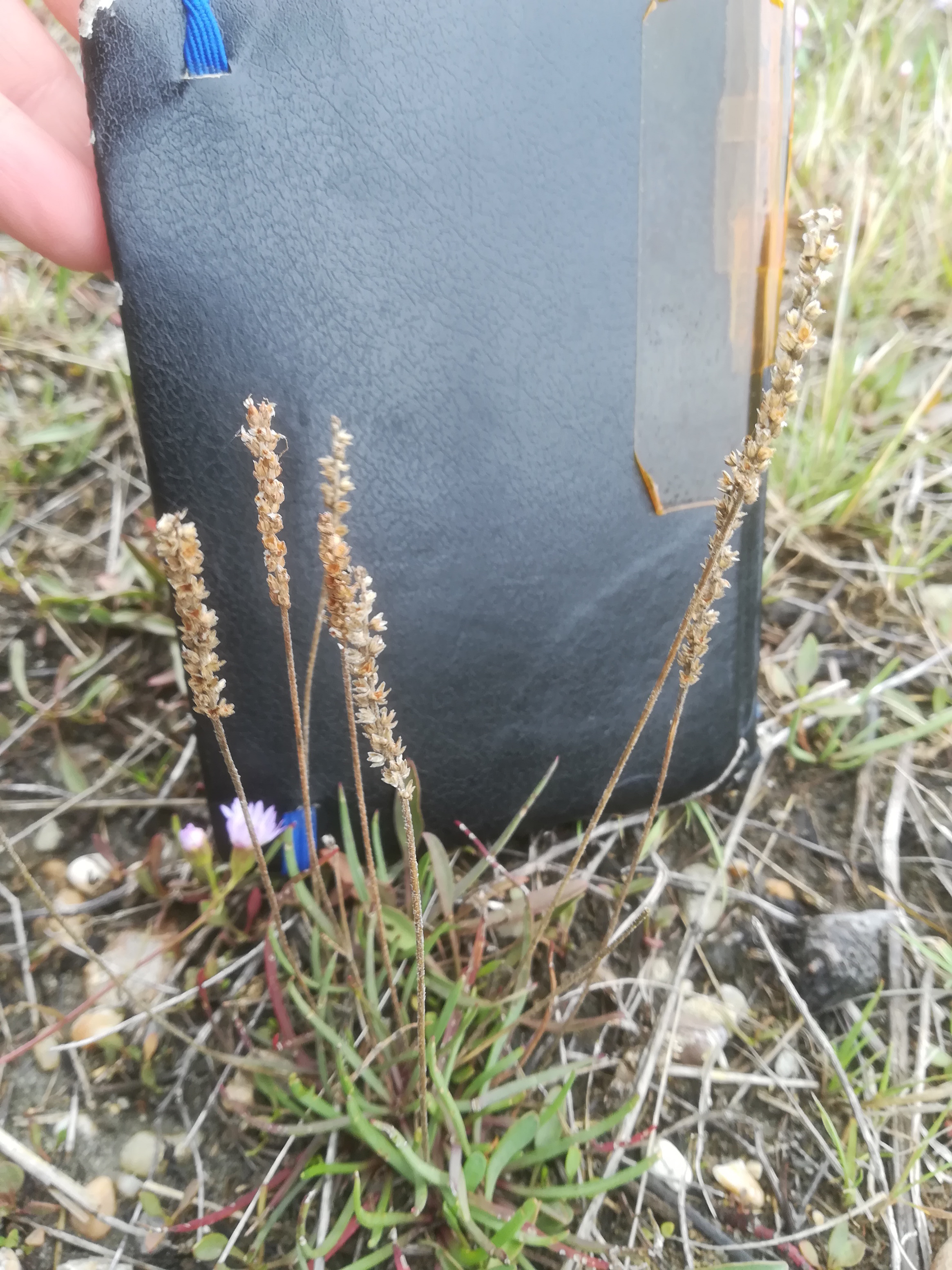 seewinkel_sechsmahdlacke_plantago maritima_20170923_110147.jpg