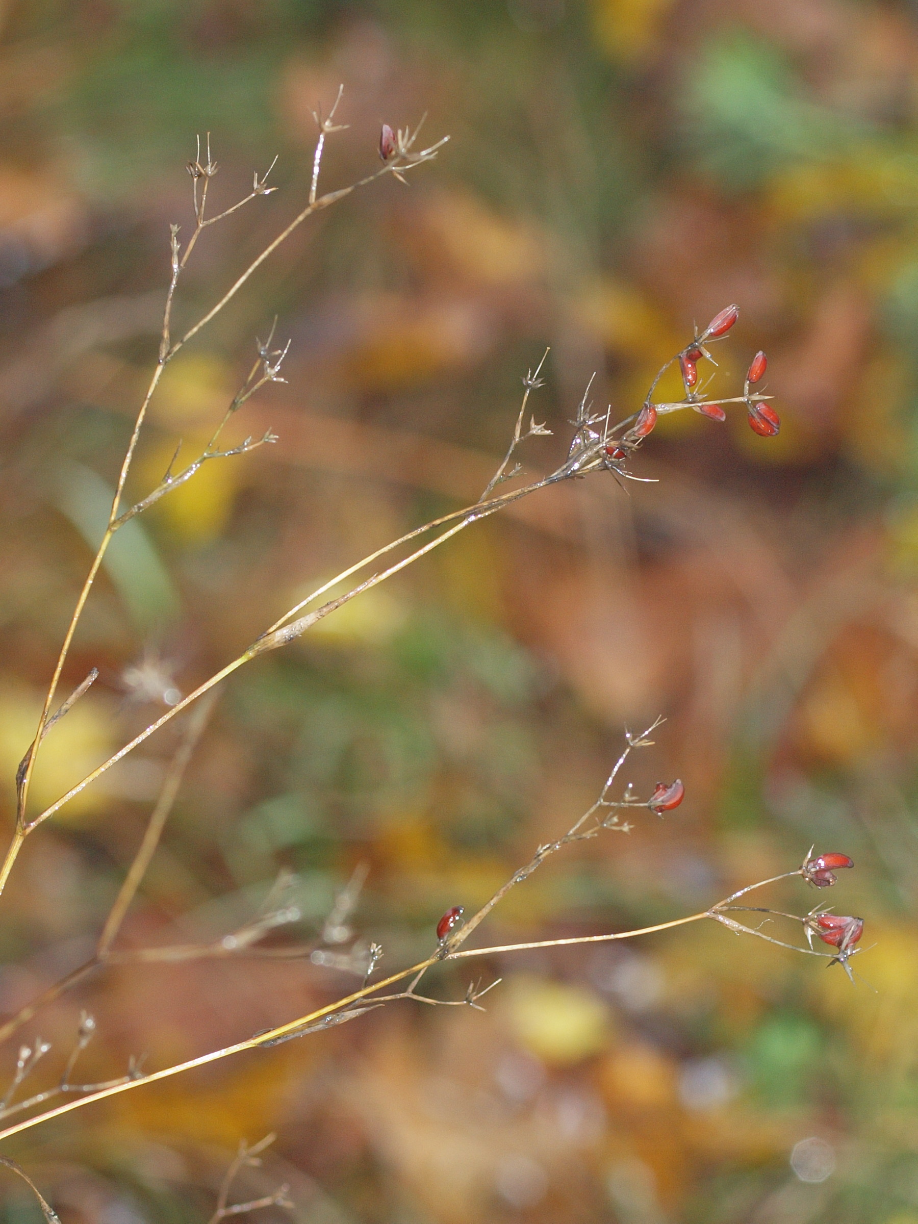 20111105_091_PB055598.jpg
