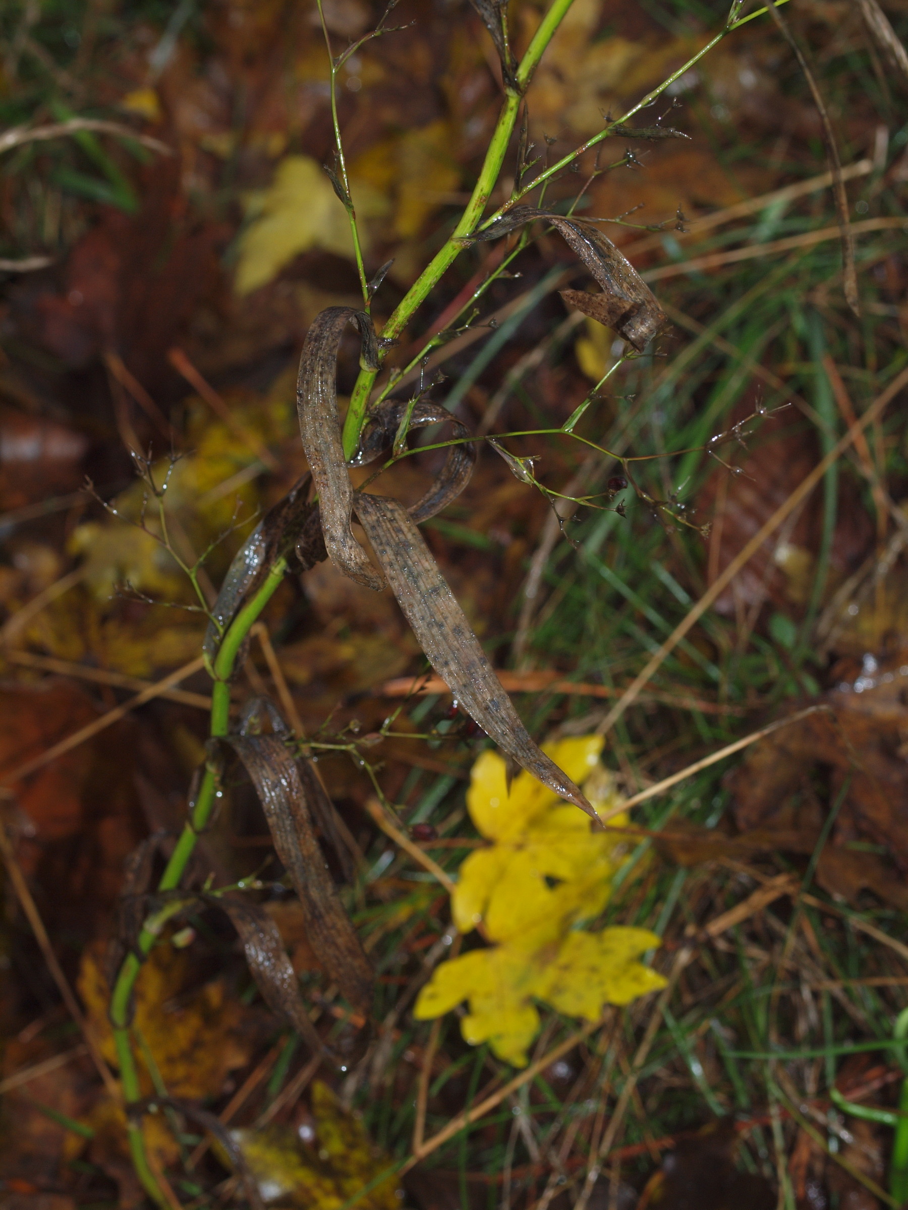 20111105_084_PB055591.jpg
