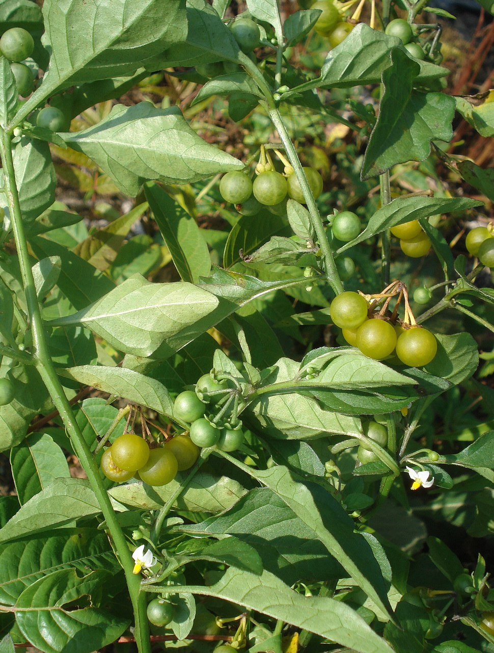 Solanum.villosum.ssp.villosum.K-Drasendorf.16.9.20.JPG