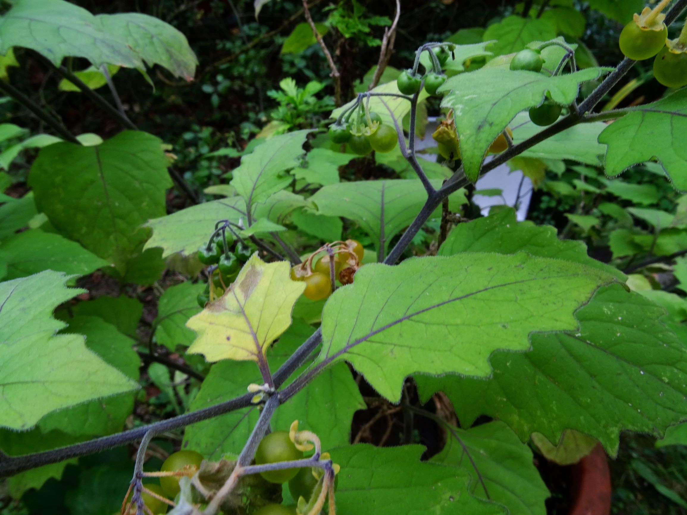 DSC06744 solanum sp..JPG