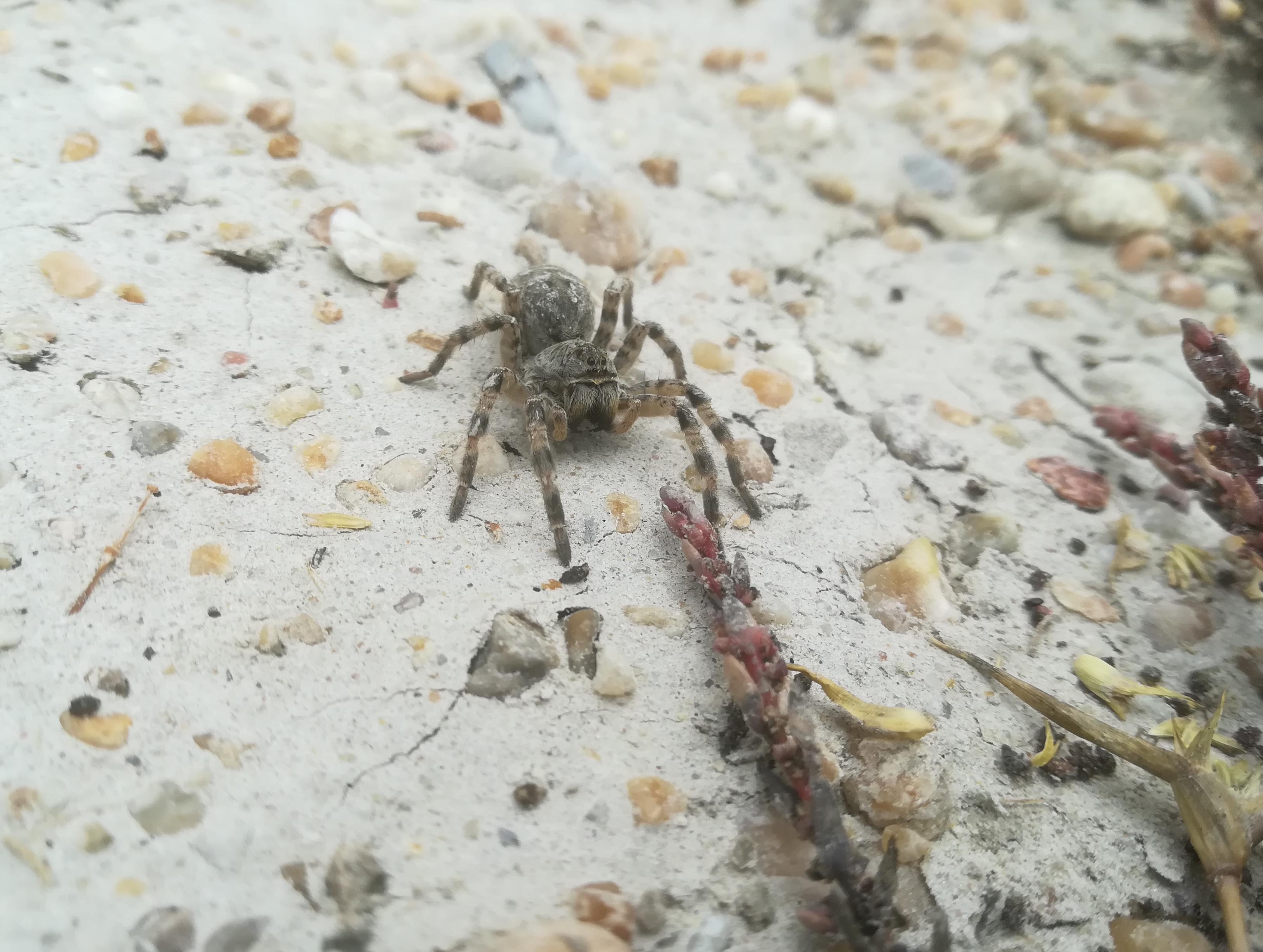 seewinkel_sechsmahdlacke_südrussische tarantel_20170923_120055.jpg