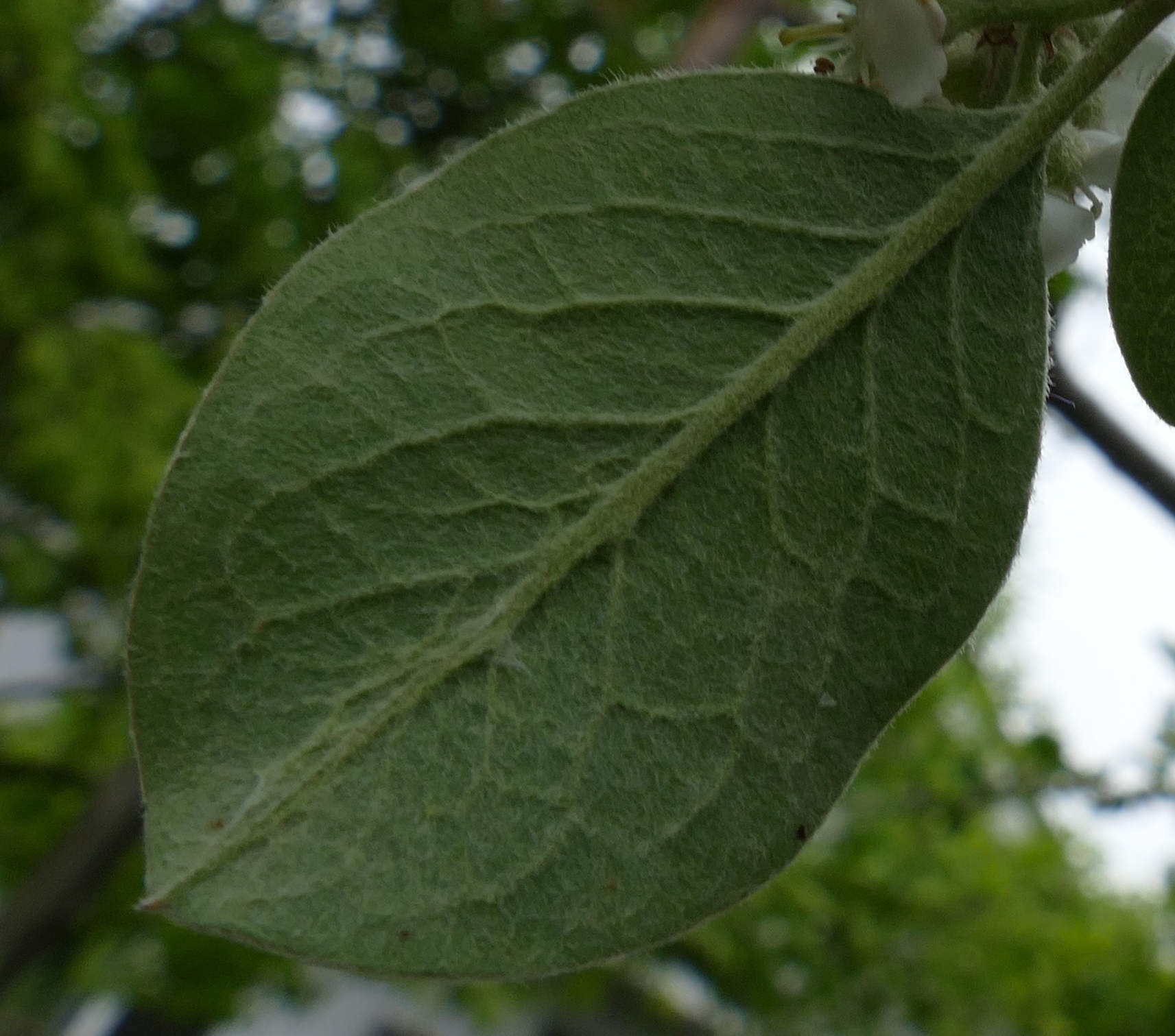 Cotoneaster sp. 4.jpg