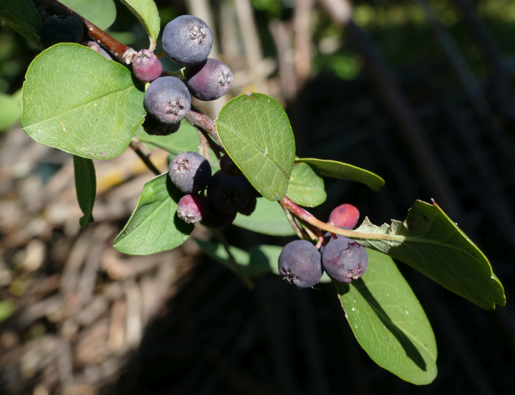 Cotoneaster sp. 5.jpg
