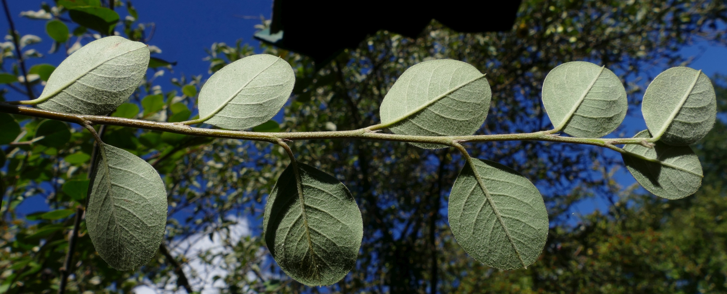 Cotoneaster sp. 7.jpg