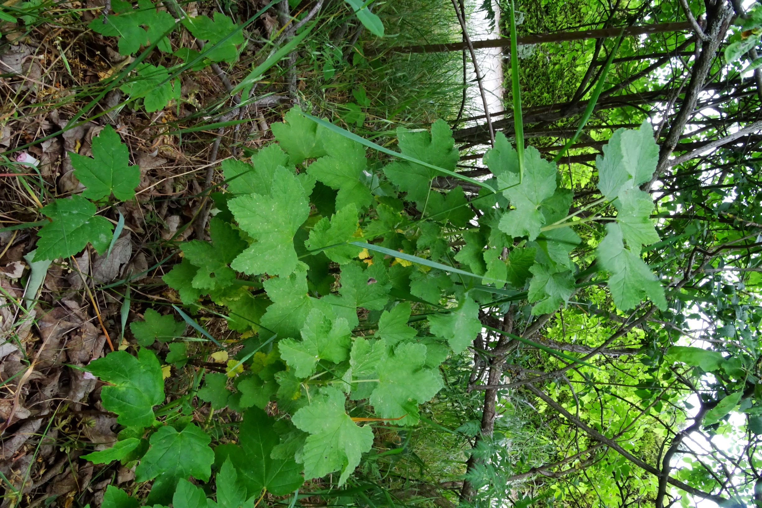 DSC04380 ribes sp. prellenkirchen-SO.JPG