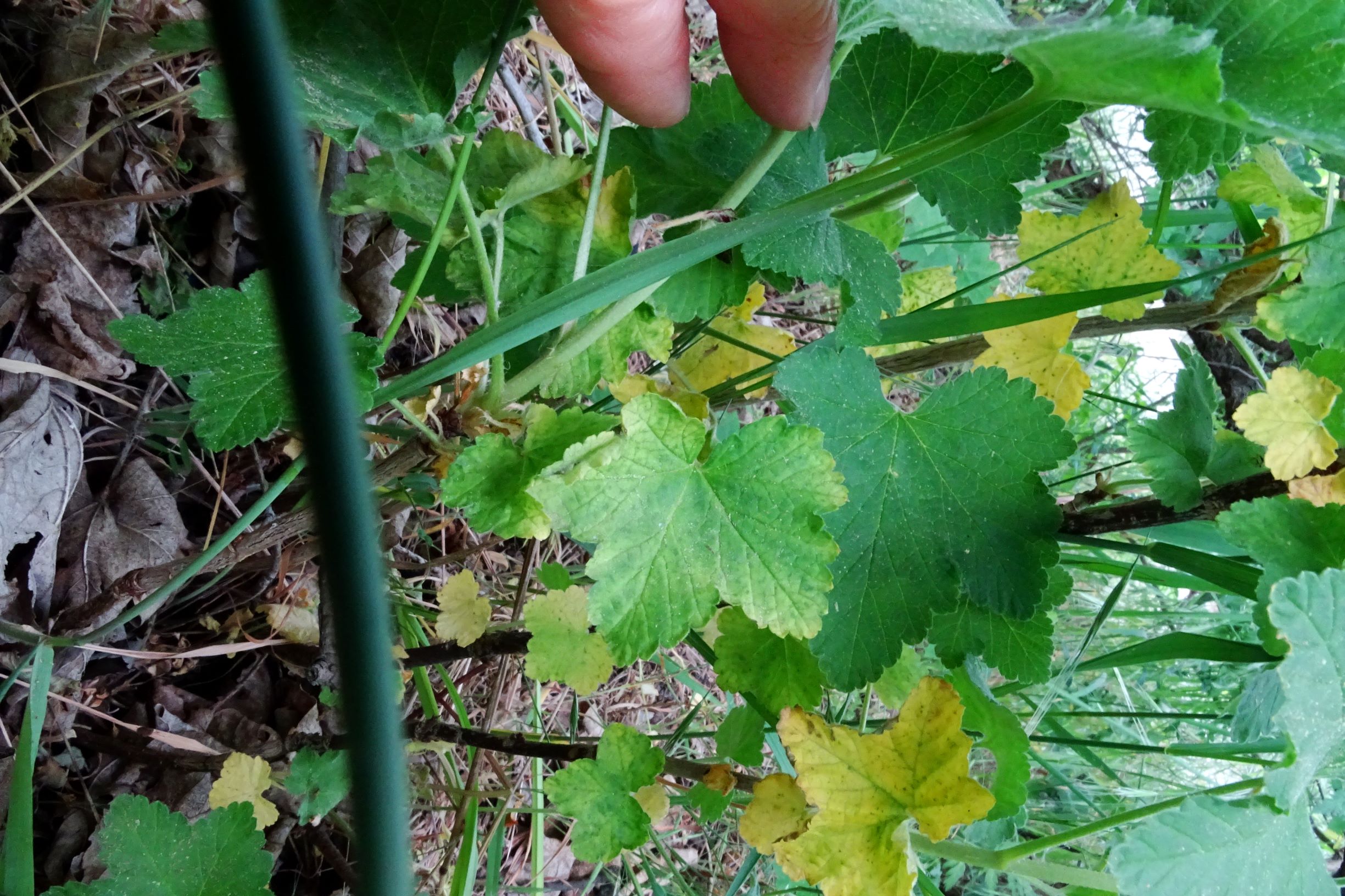 DSC04381 ribes sp. prellenkirchen-SO.JPG