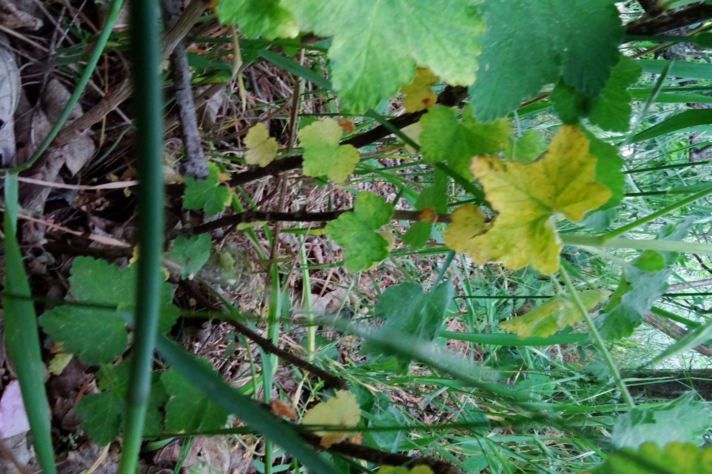 DSC04382 ribes sp. prellenkirchen-SO.JPG