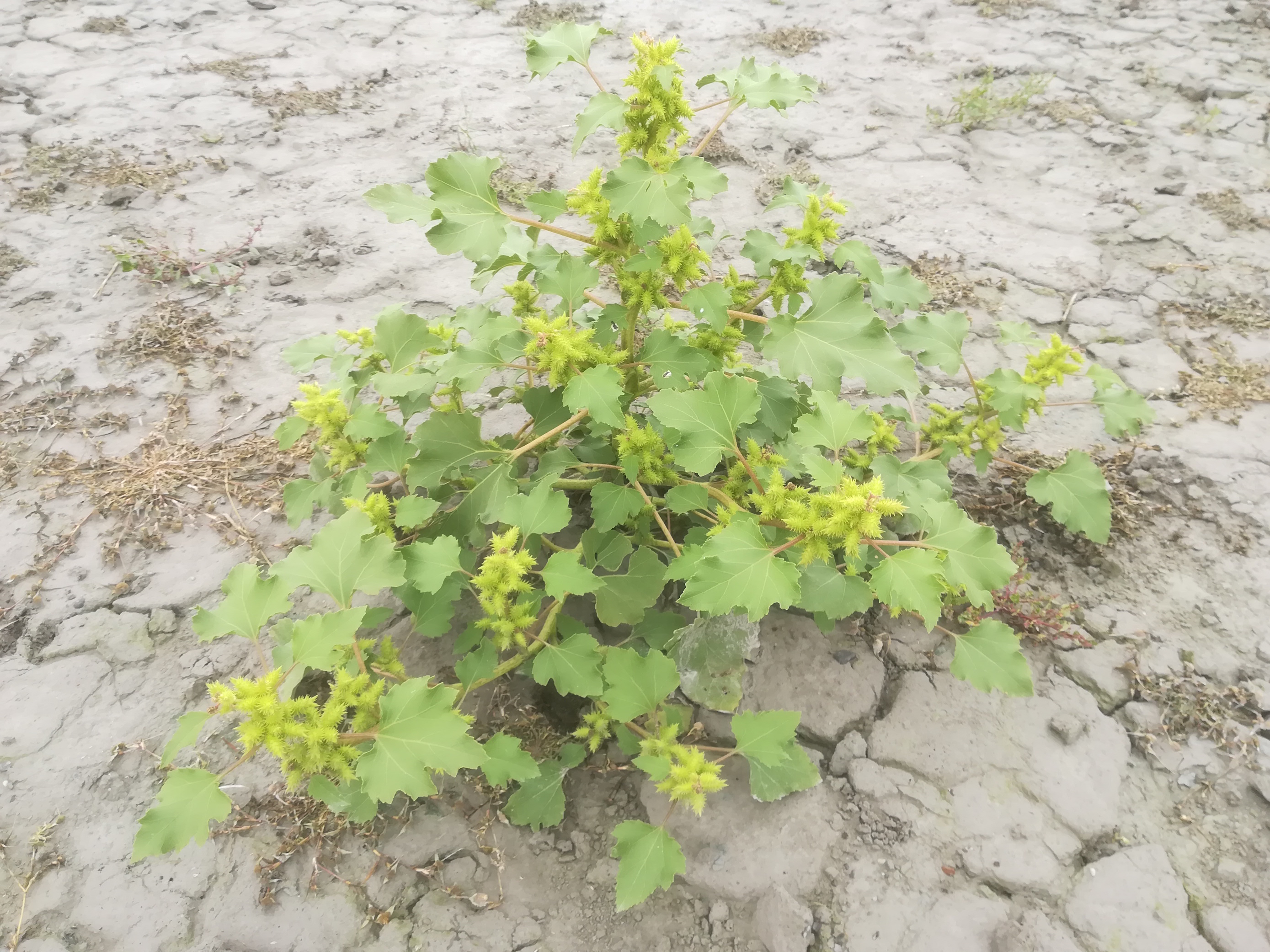 seewinkel_östliche wörtenlacke_xanthium orientale agg._20170923_133352.jpg