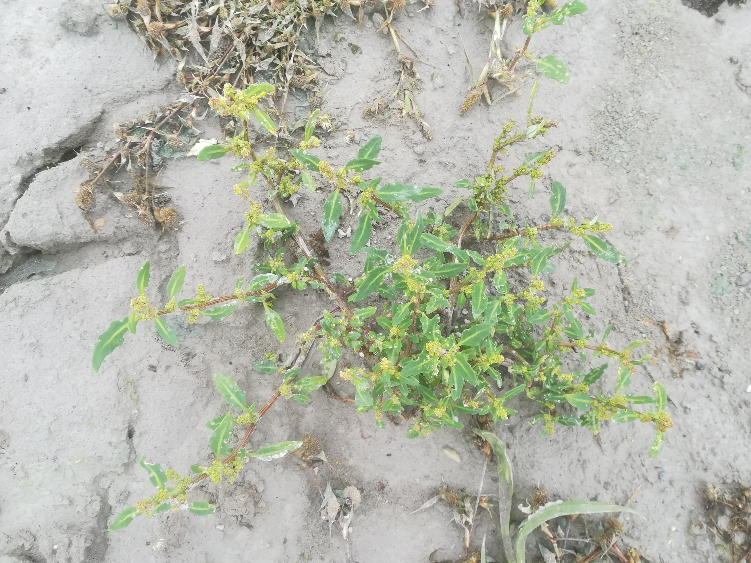 seewinkel_östliche wörtenlacke_chenopodium glaucum_20170923_133405.jpg