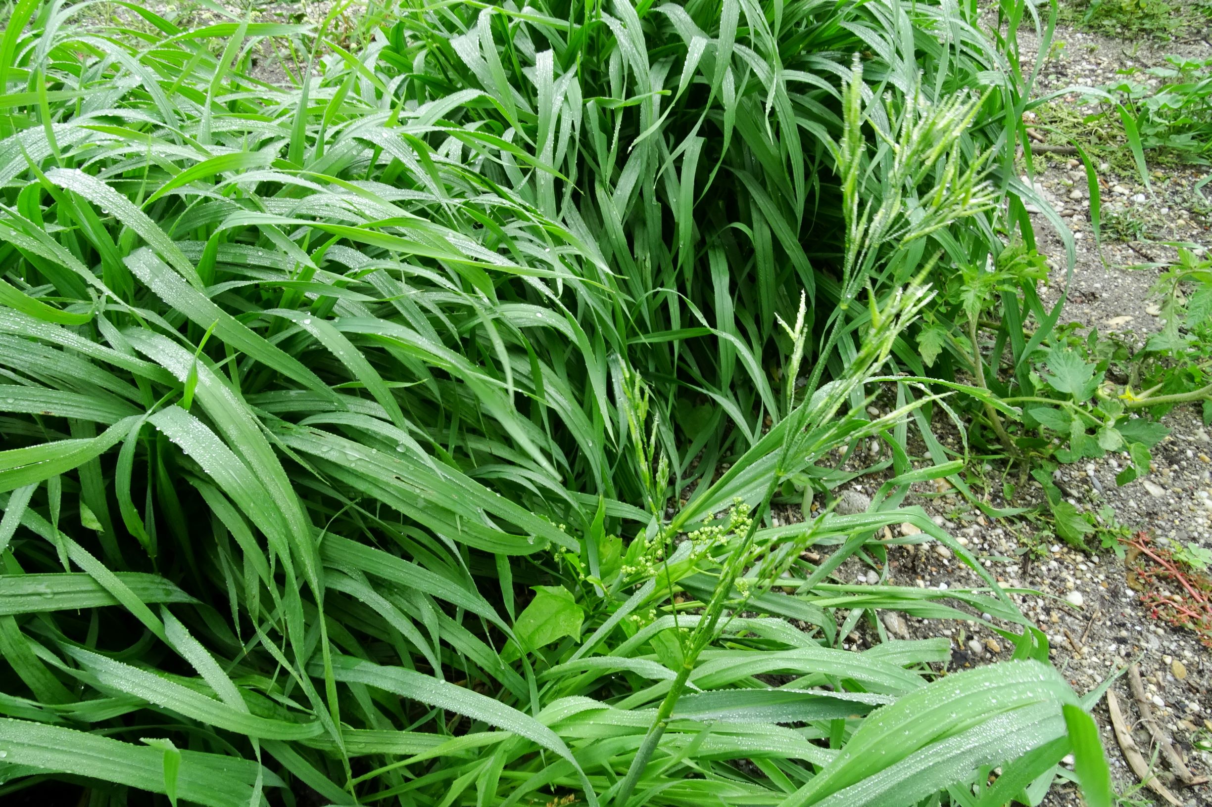 DSC09839 bromus sp..JPG