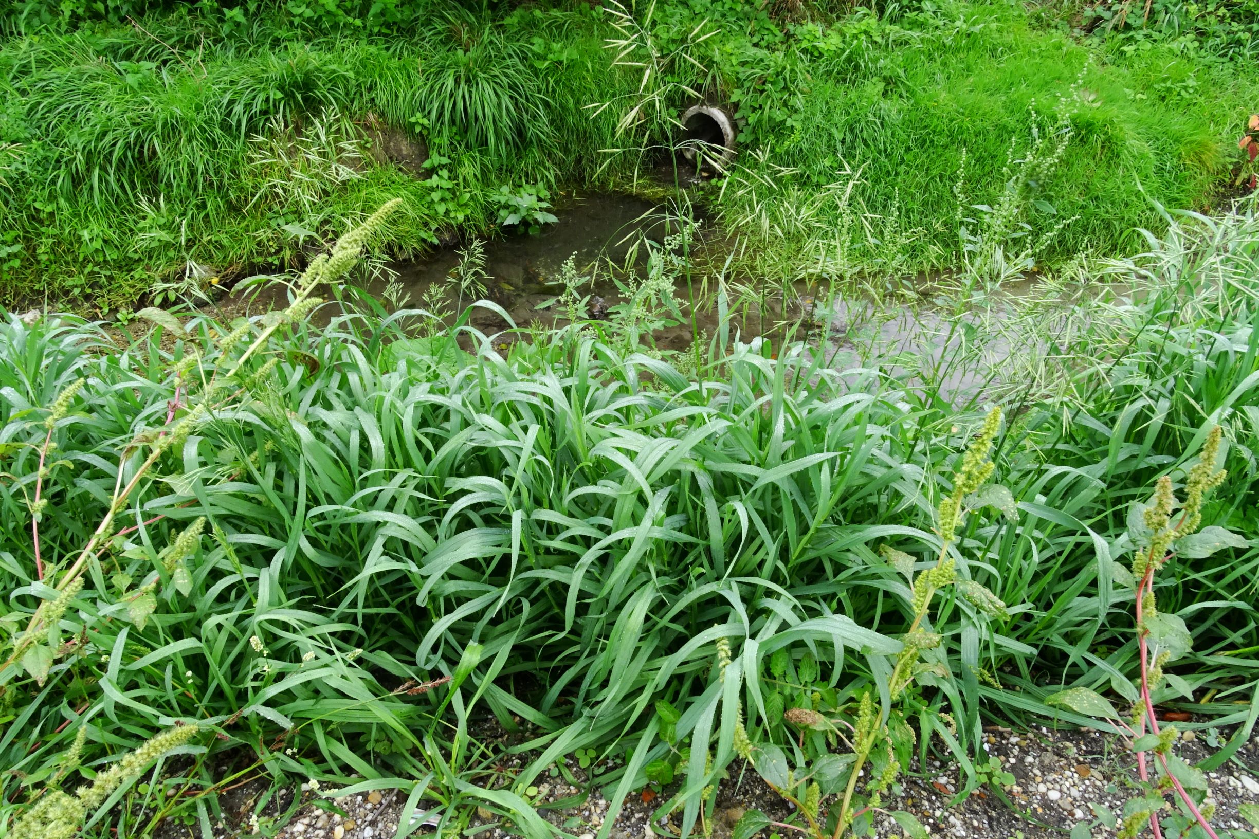 DSC09847 bromus sp..JPG