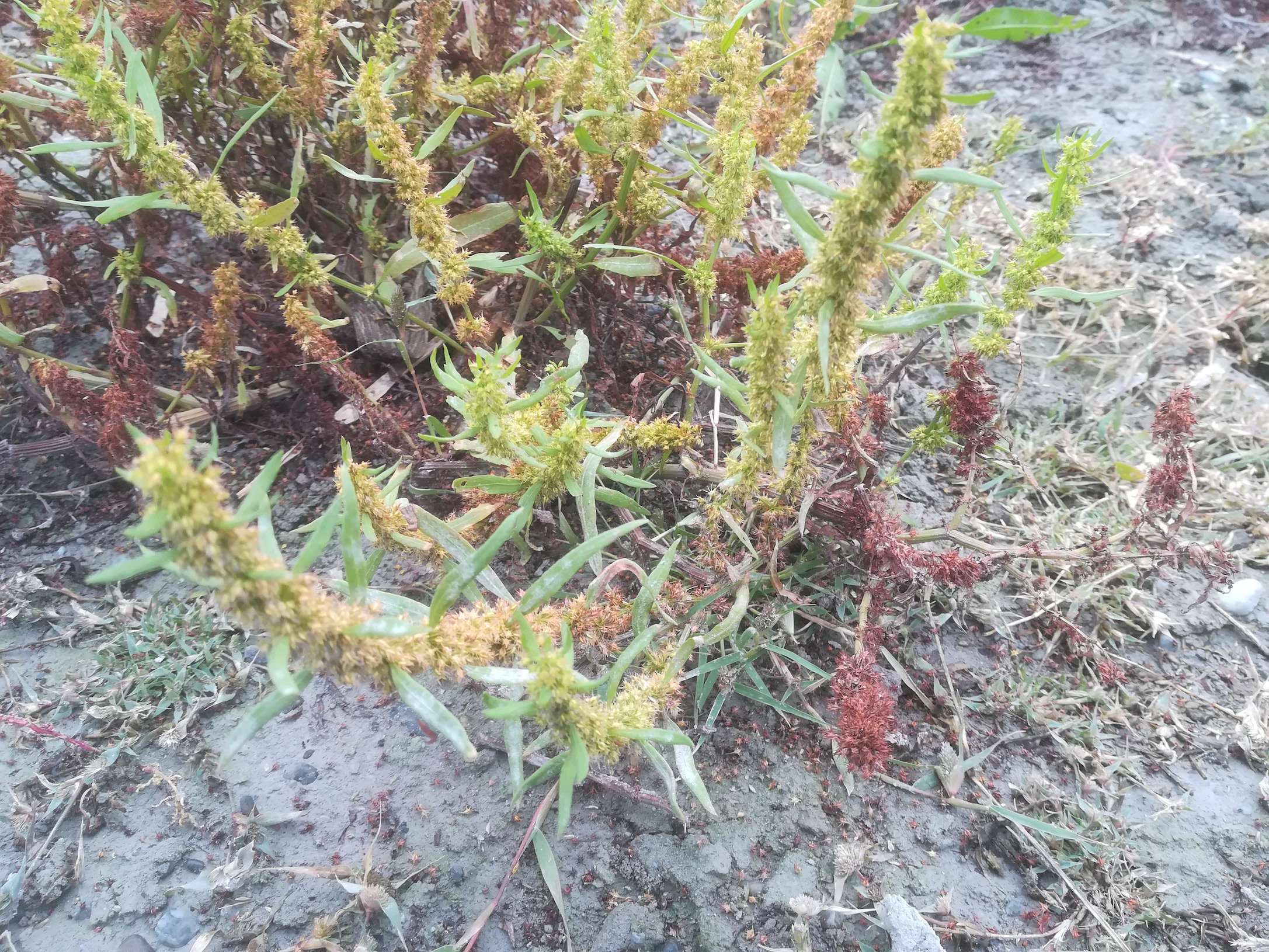 seewinkel_östliche wörtenlacke_rumex maritimus_20170923_135110.jpg