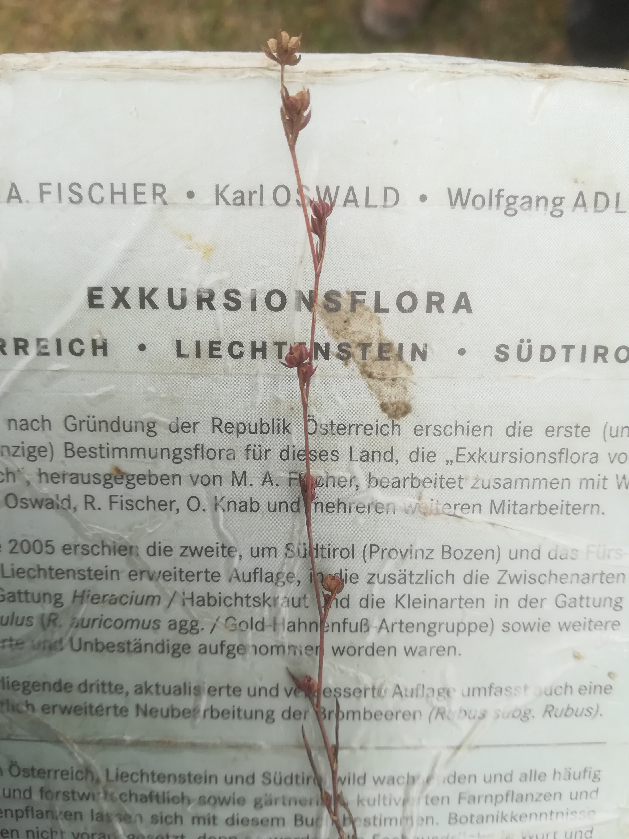 seewinkel_östliche wörtenlacke_bupleurum tenuissimum_20170923_140702.jpg