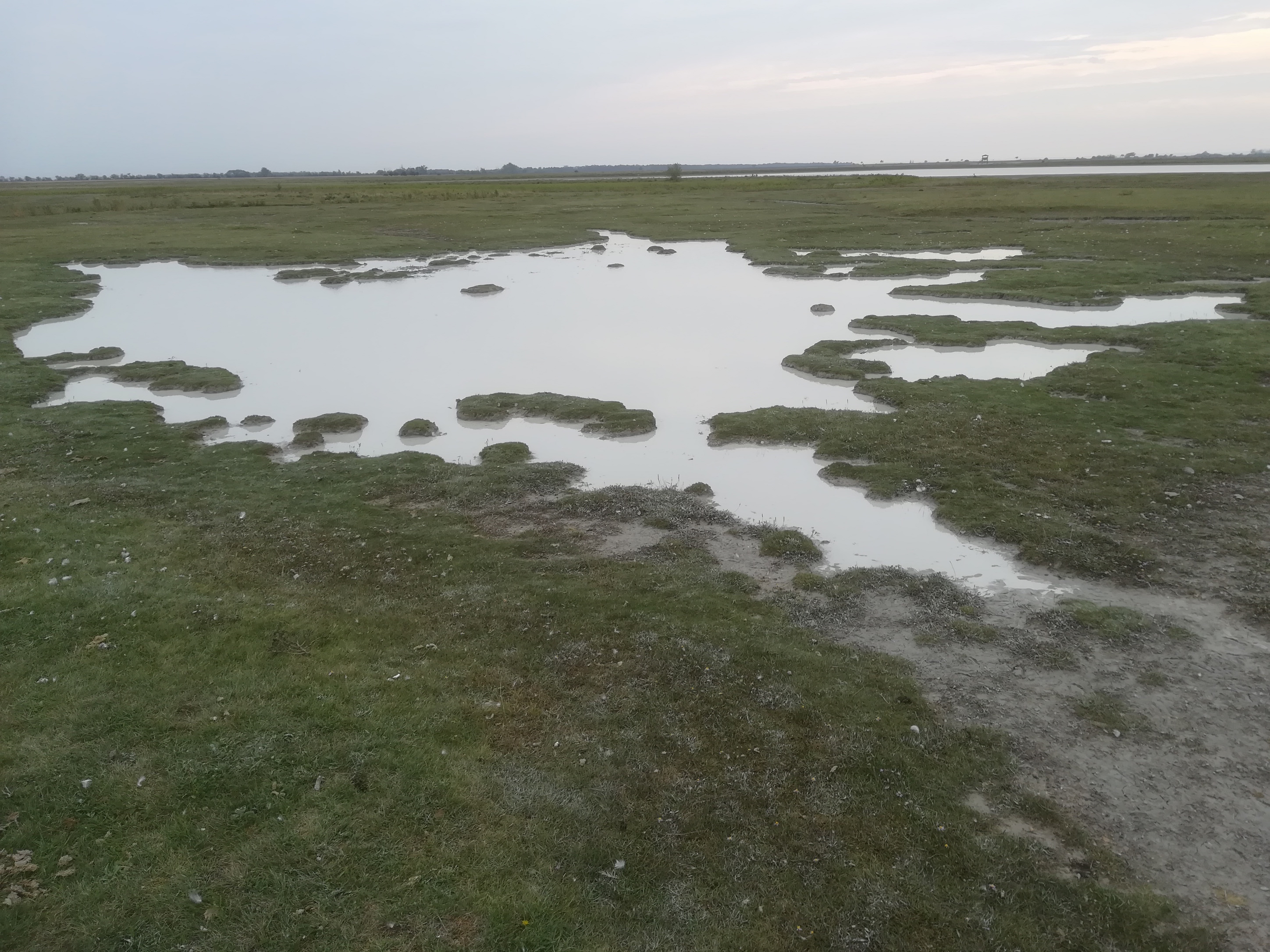 seewinkel_östliche wörtenlacke_20170923_141535.jpg