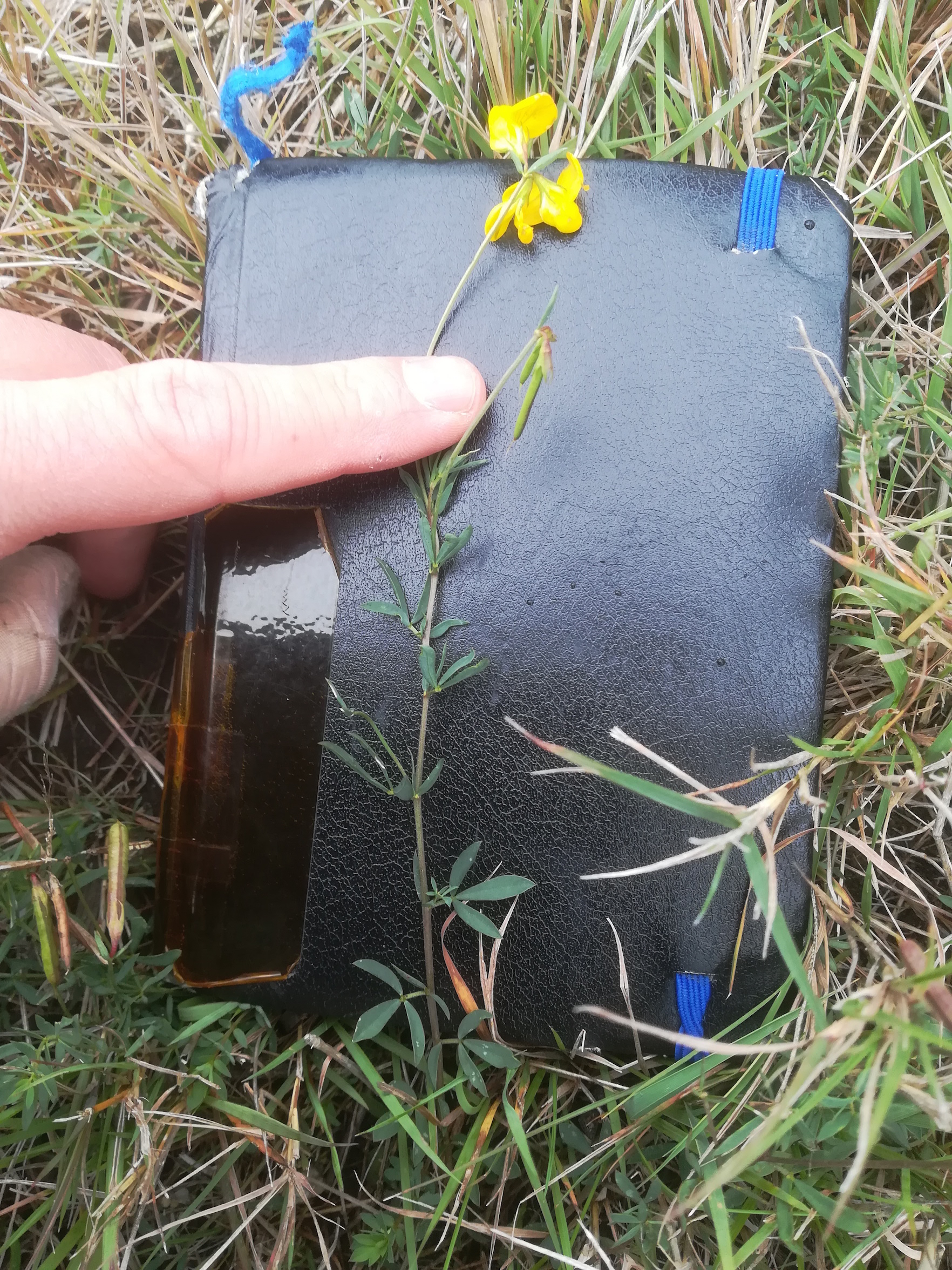 seewinkel_sechsmahdlacke_lotus tenuis_20170923_110705.jpg