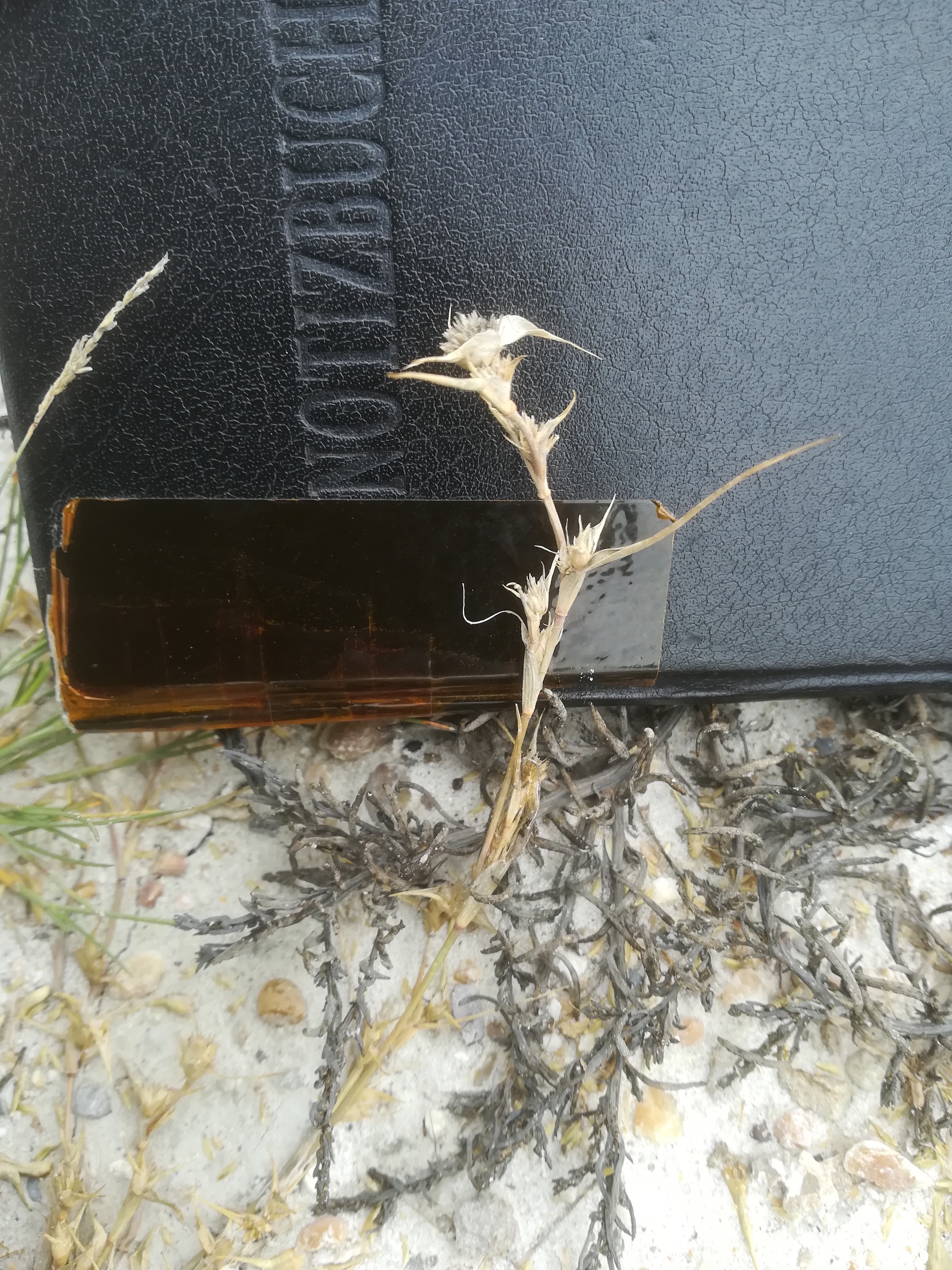 seewinkel_sechsmahdlacke_crypsis aculeata_20170923_114405.jpg