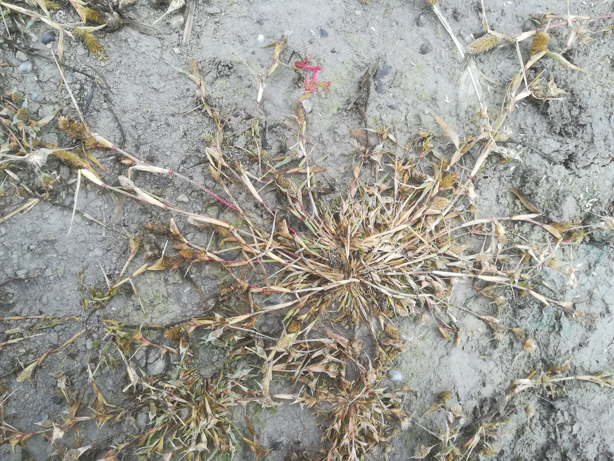 seewinkel_östliche wörtenlacke_crypsis schoenoides_20170923_133155.jpg