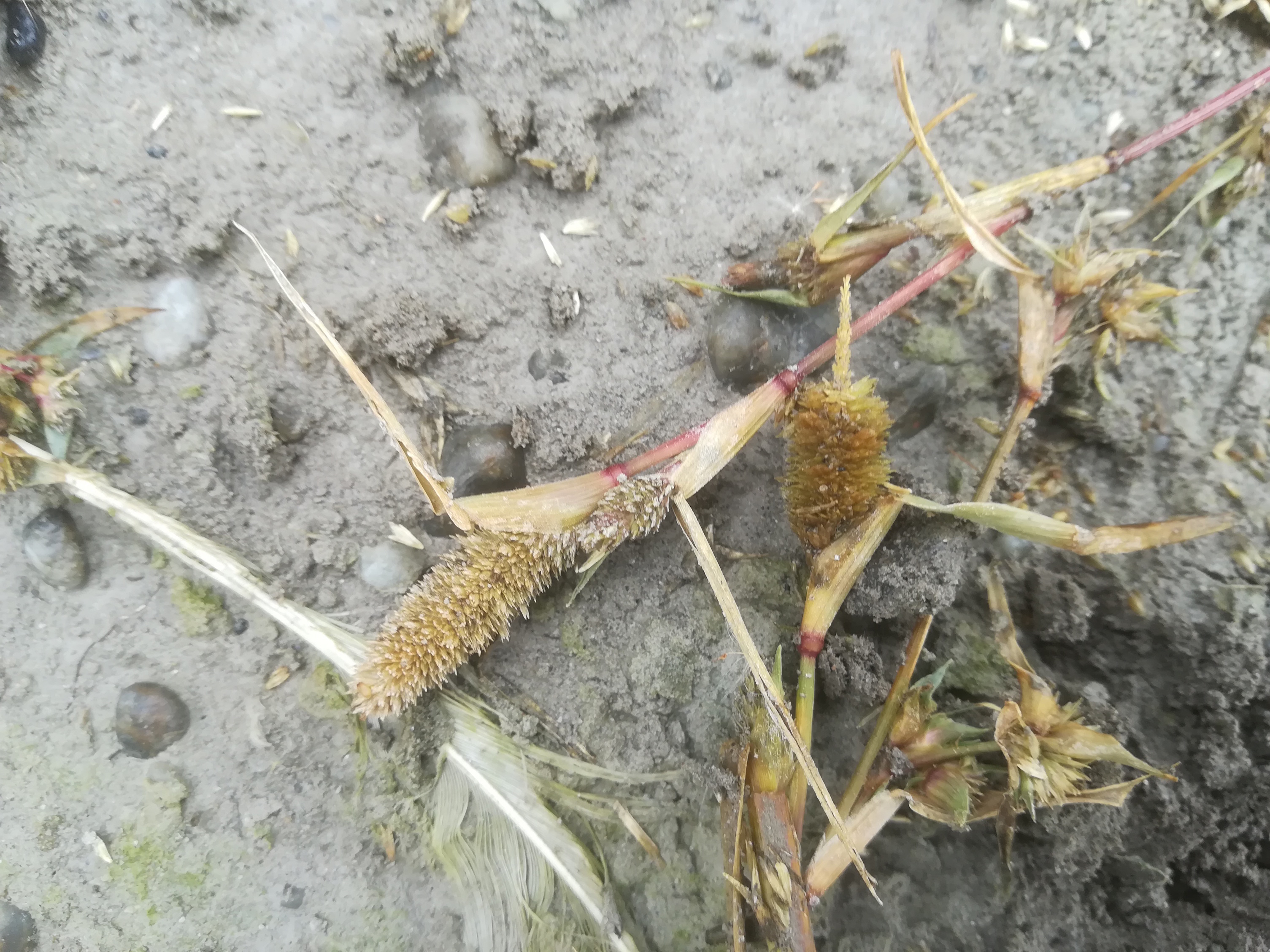 seewinkel_östliche wörtenlacke_crypsis schoenoides_20170923_133204.jpg