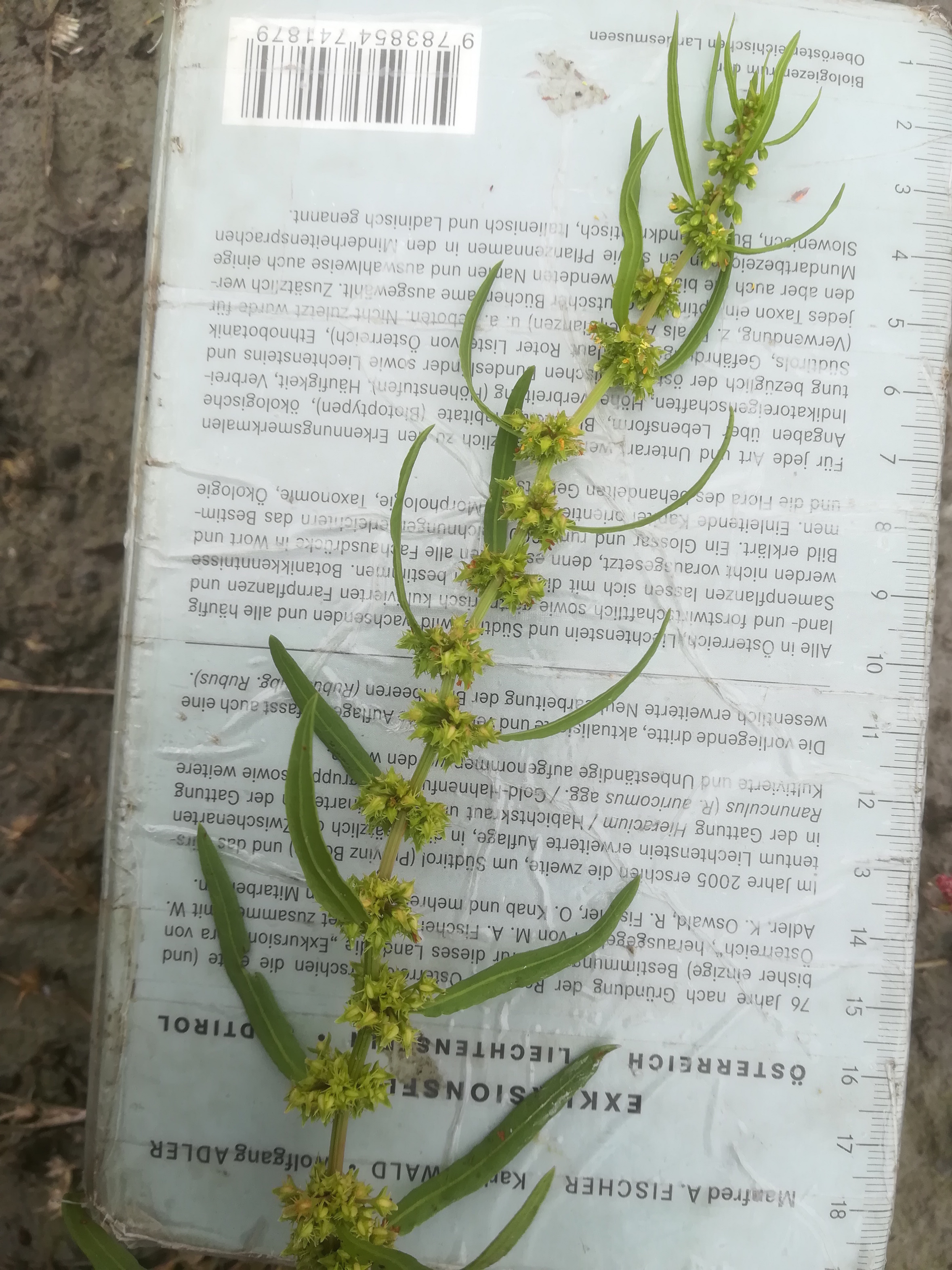 seewinkel_östliche wörtenlacke_rumex palustris_20170923_134557.jpg