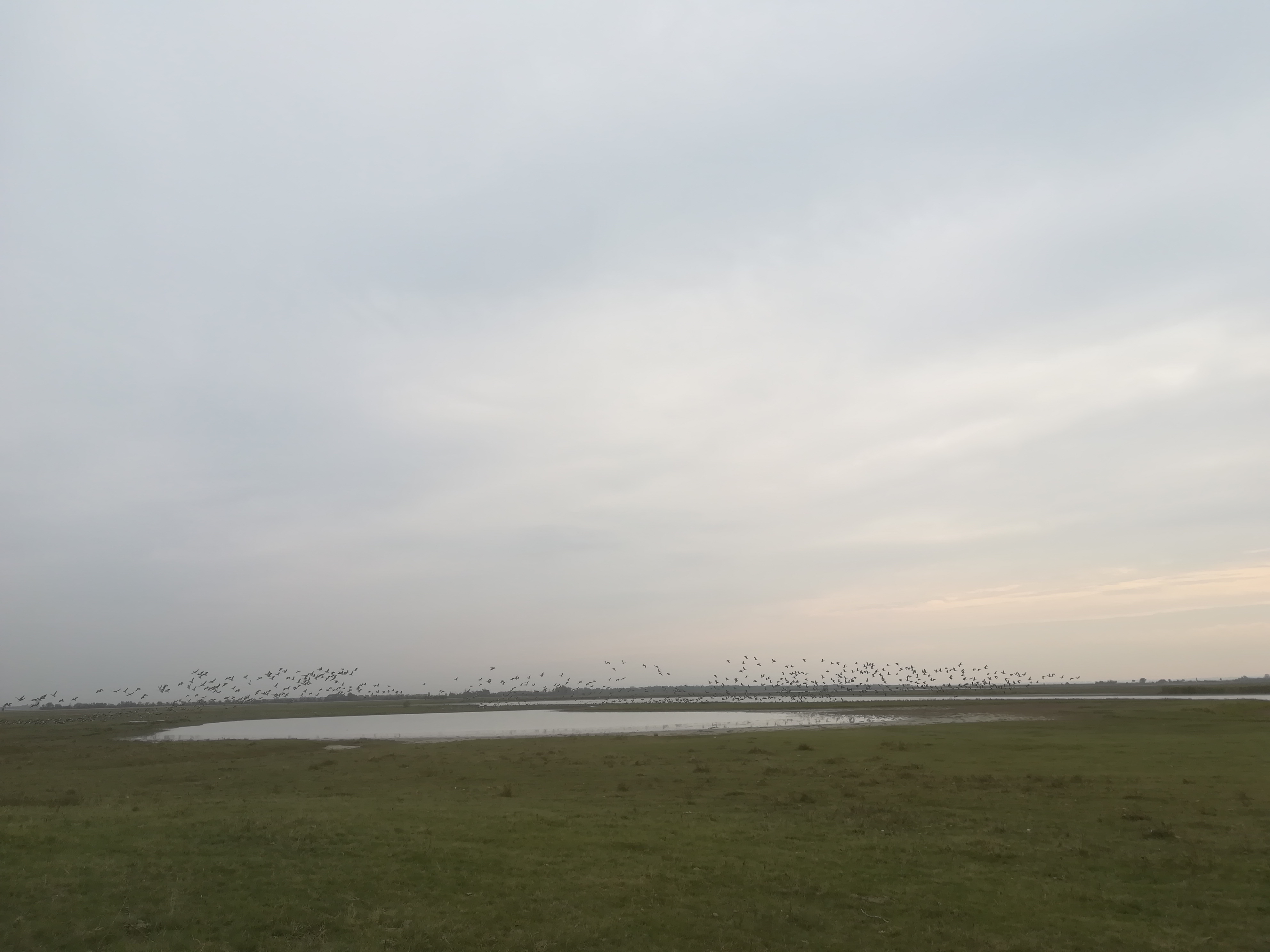 seewinkel_östliche wörtenlacke_20170923_141101.jpg