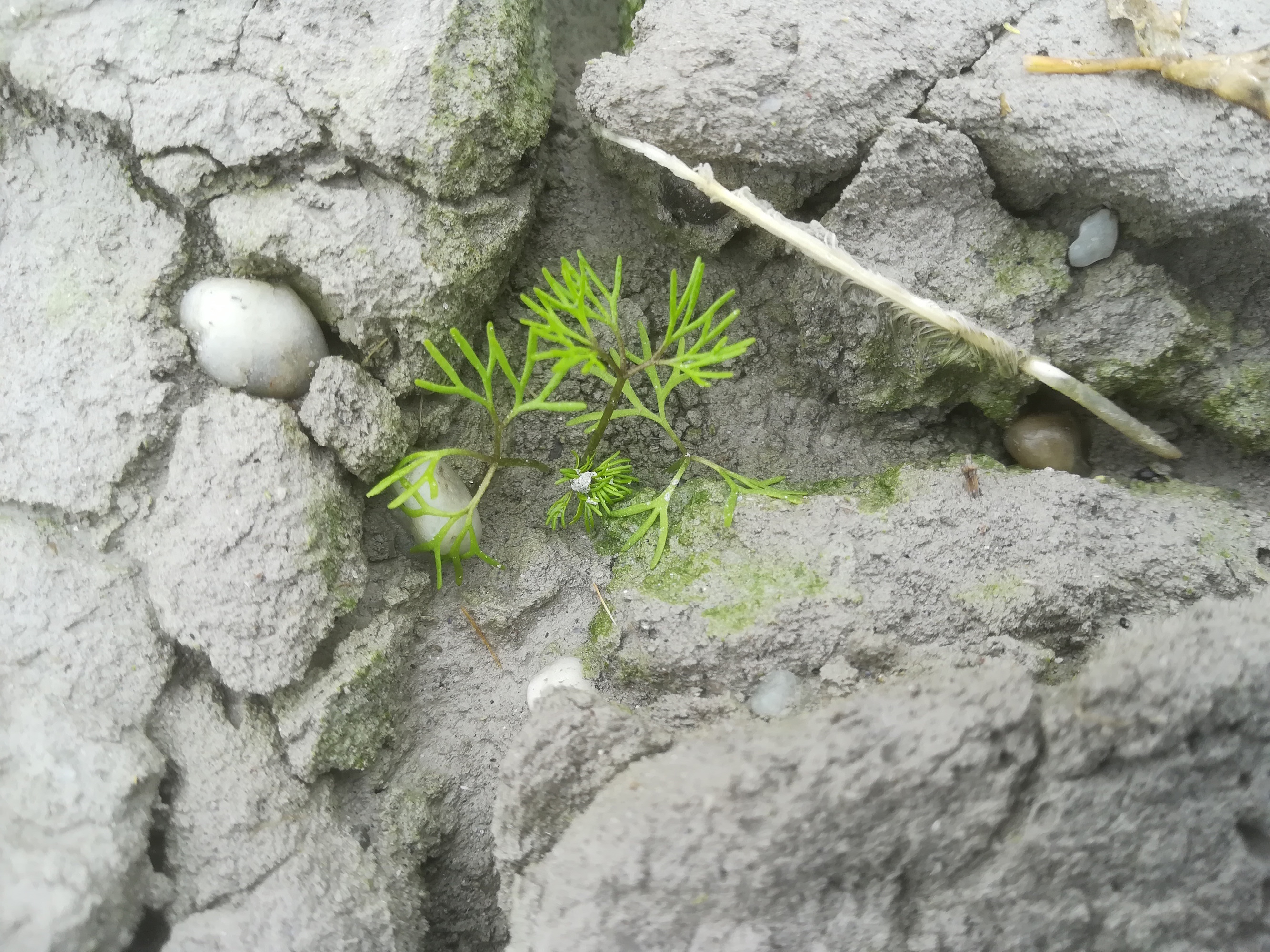seewinkel_östliche wörtenlacke_ranunculus baudotii_20170923_134228.jpg