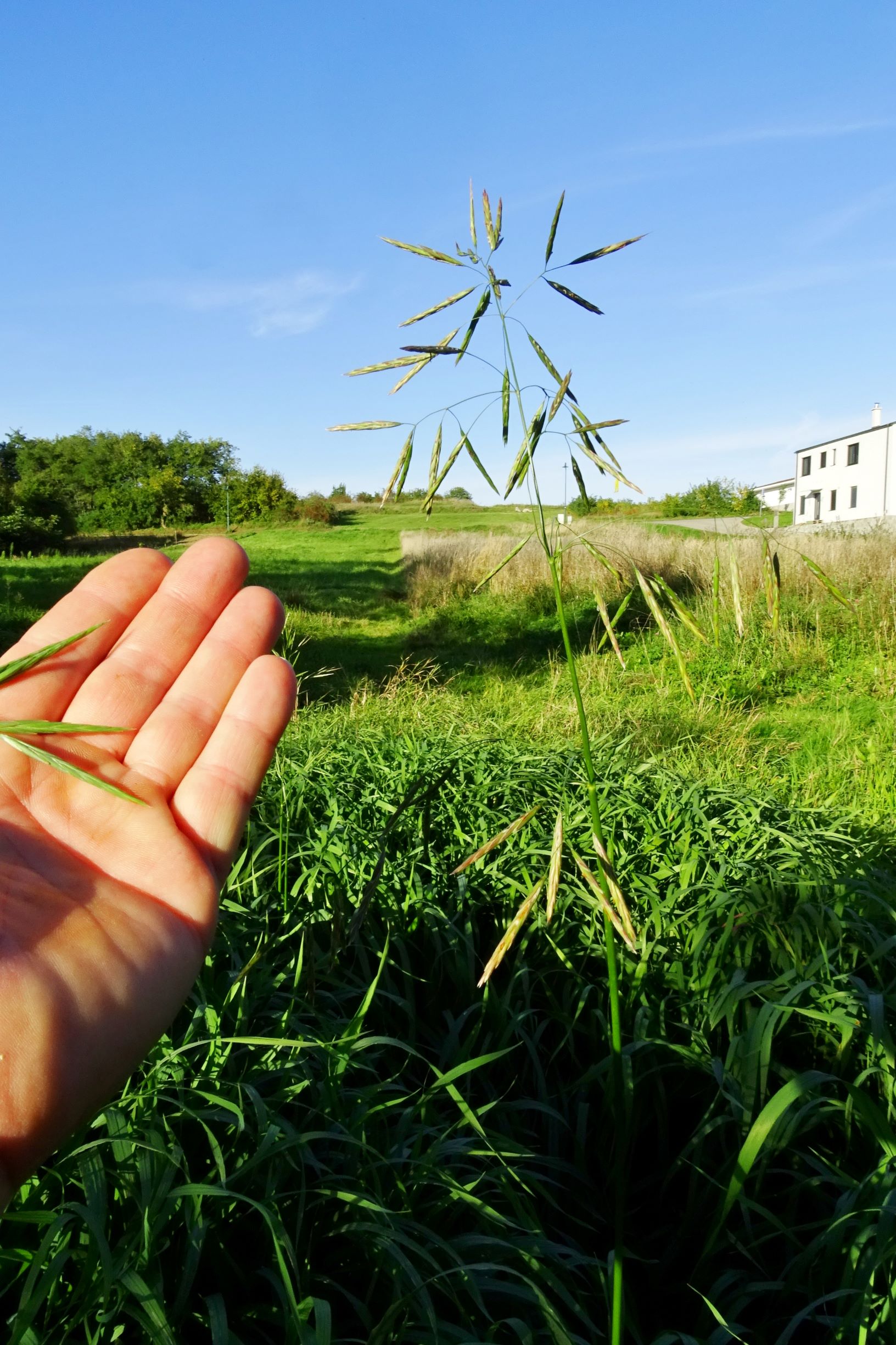 DSC01022 prellenkirchen-so bromus inermis.JPG