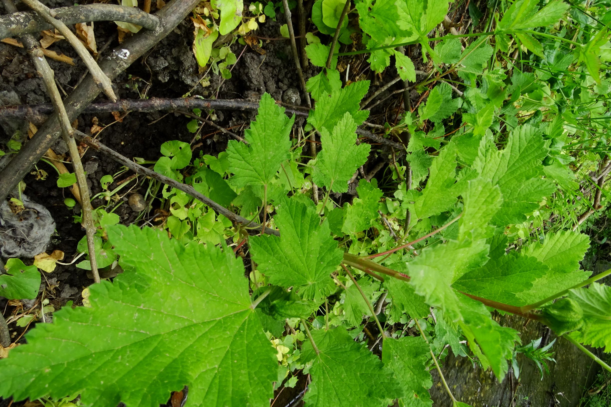 DSC04594 prell-so ribes cf. spicatum.JPG