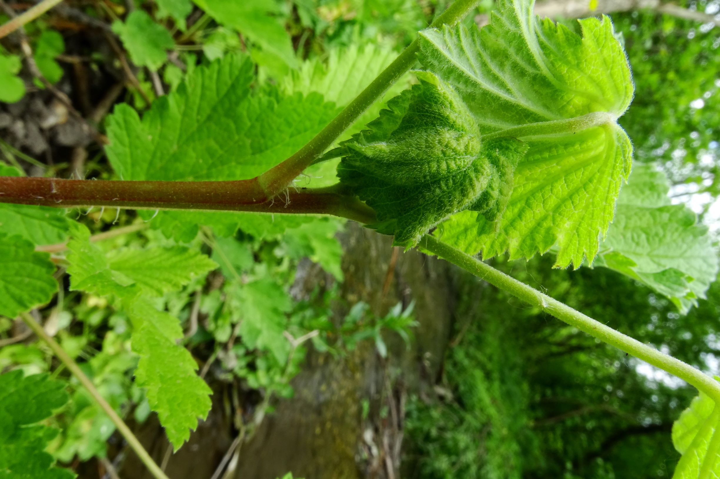DSC04595 prell-so ribes cf. spicatum.JPG
