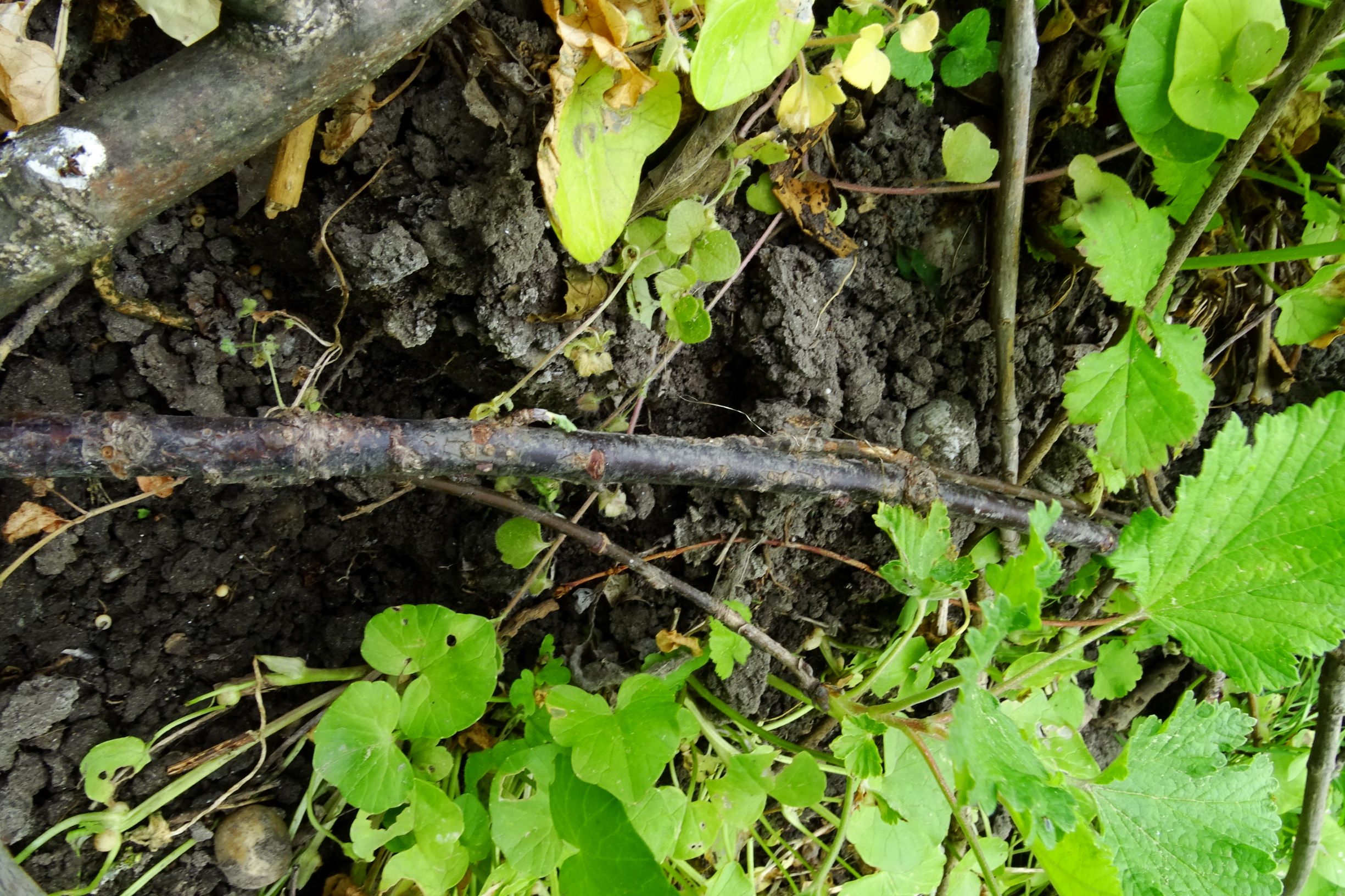 DSC04597 prell-so ribes cf. spicatum.JPG