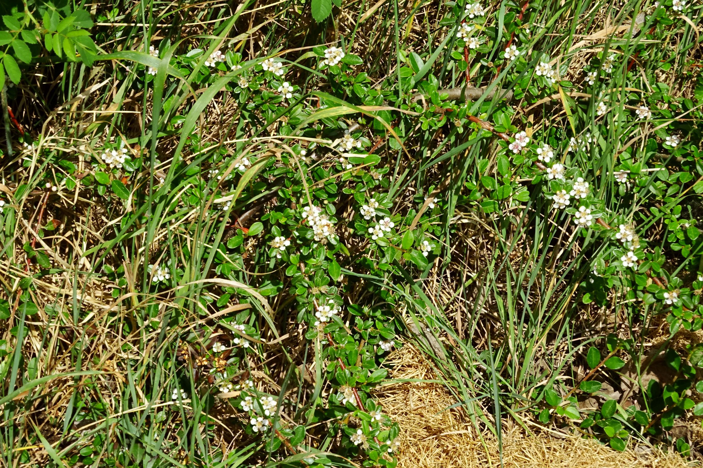 DSC04731 prellenkirchen-SO, 2020-05-14, cotoneaster cf. x suecicus.JPG